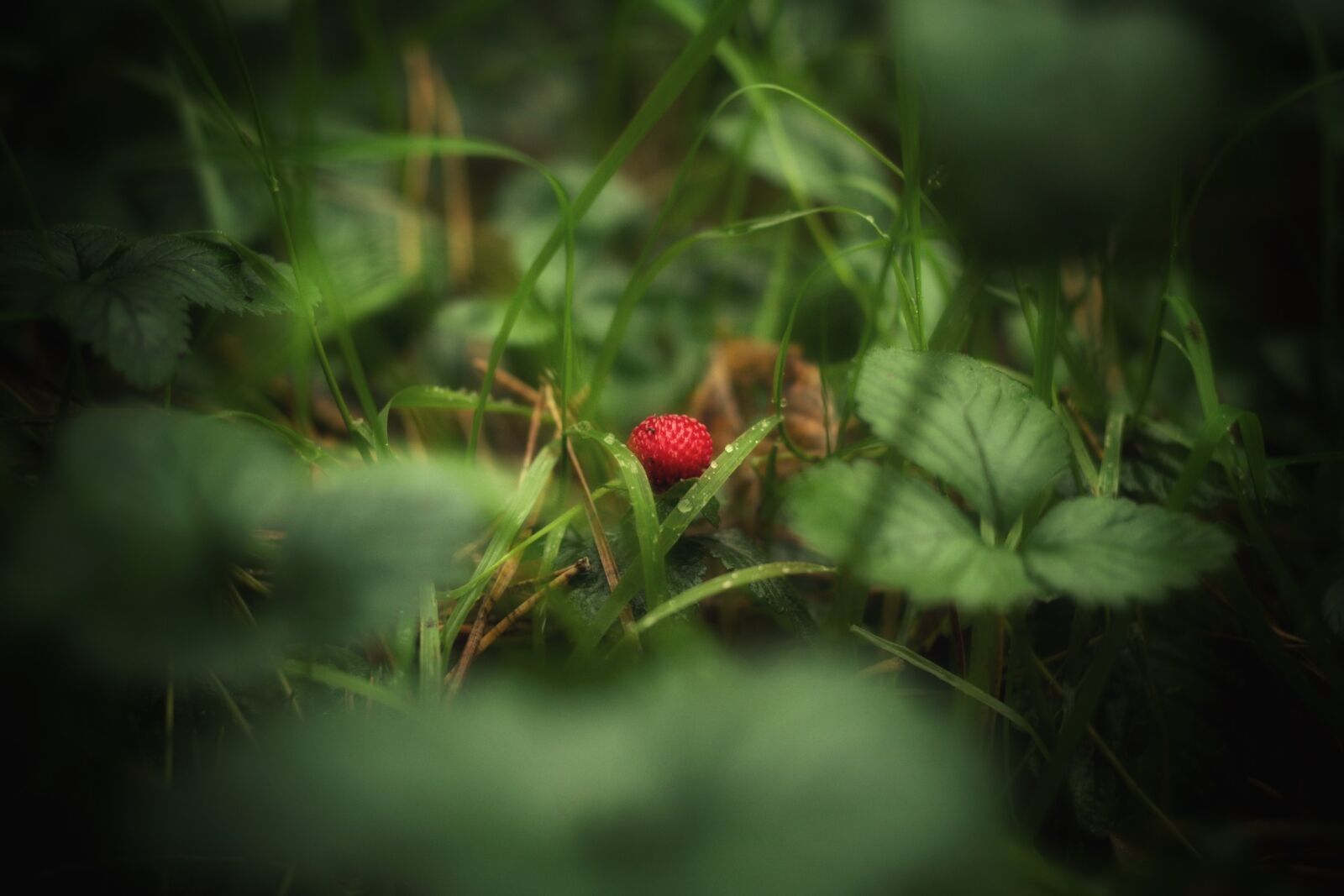 Pentax K-70 sample photo. Wild strawberry, berry, strawberry photography