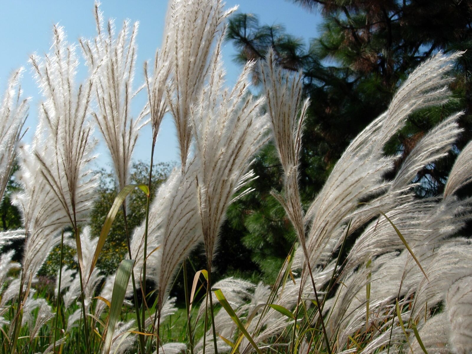 Nikon E4200 sample photo. Grass, nature, wind photography