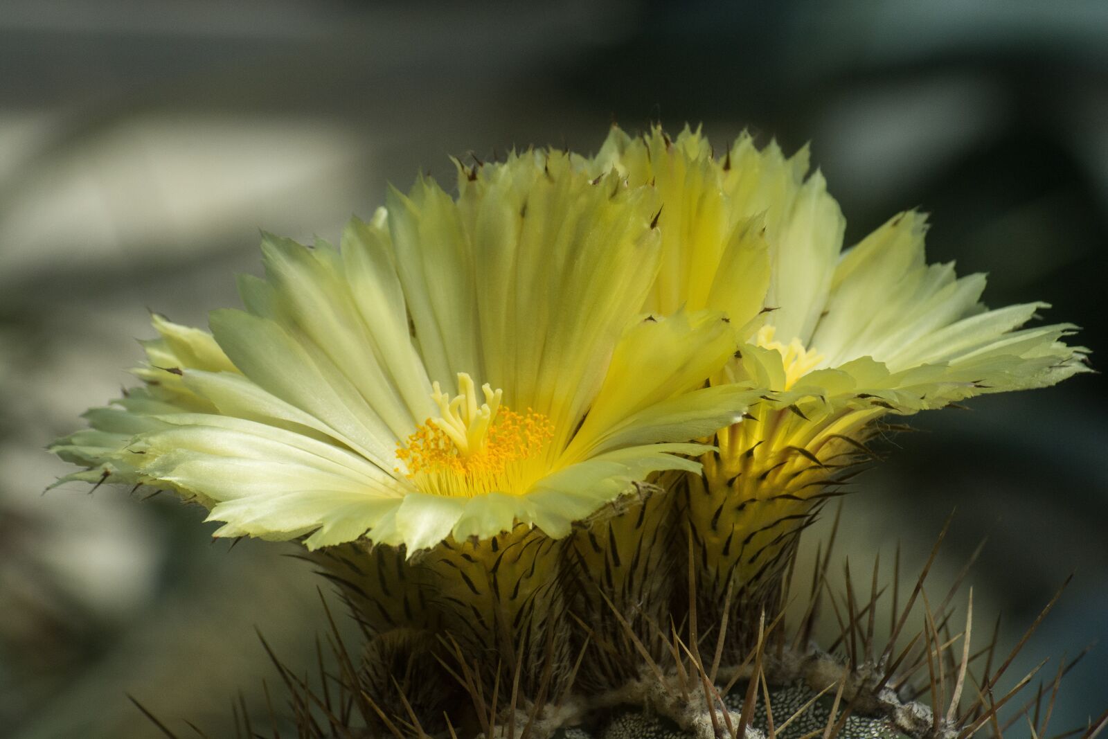 Nikon D7100 sample photo. Blossom, bloom, yellow photography