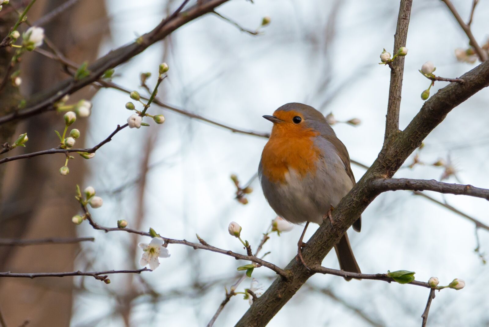 Nikon D800 sample photo. Robin, erithacus rubecula, songbird photography