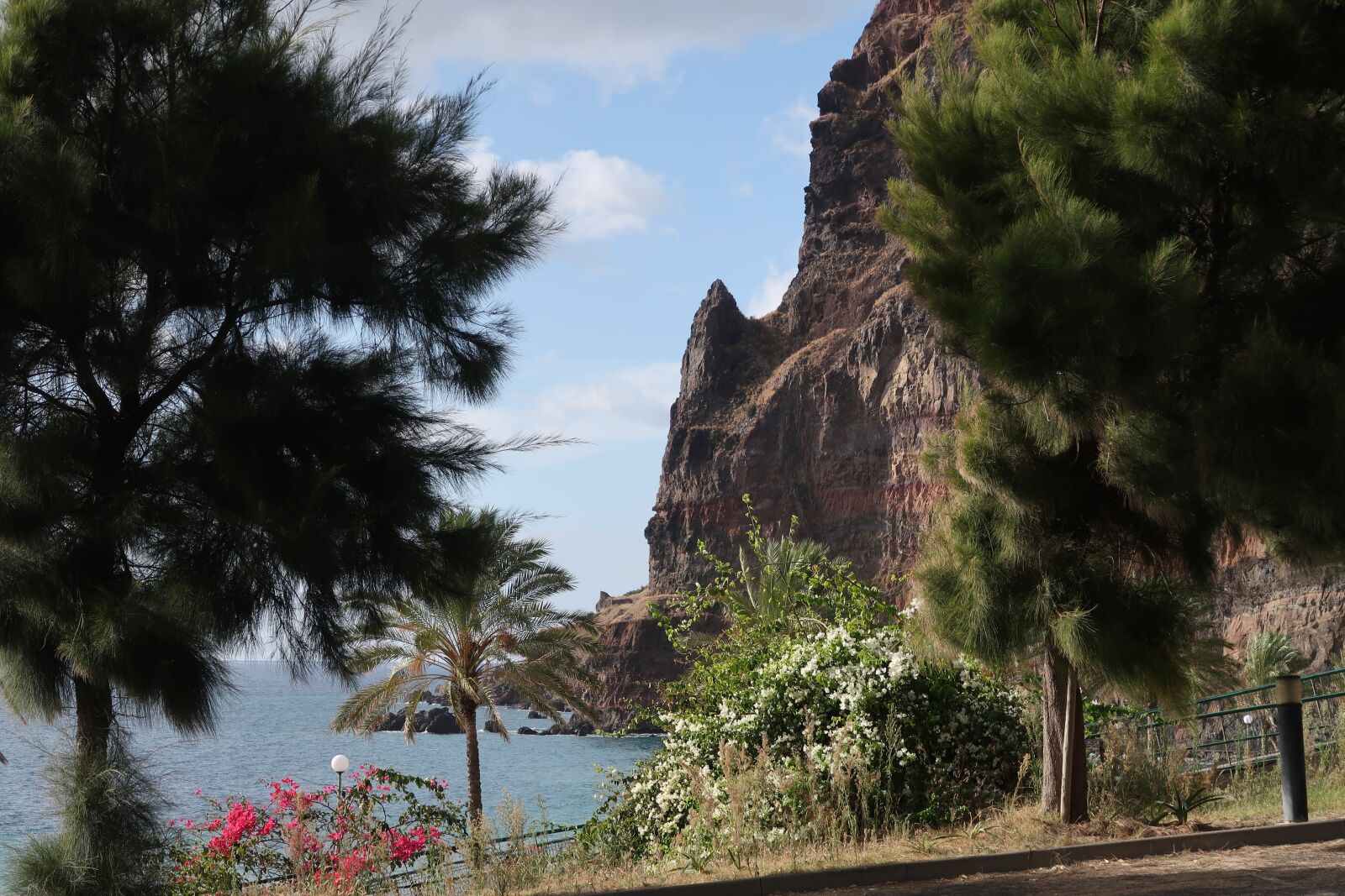 Canon PowerShot G7 X Mark II sample photo. Madeira, tree, nature photography