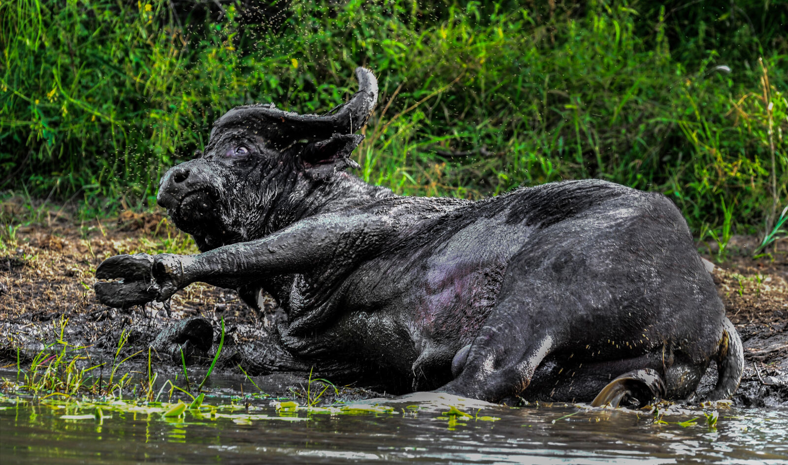Nikon D3S sample photo. Buffalo, mud, bath, wild photography