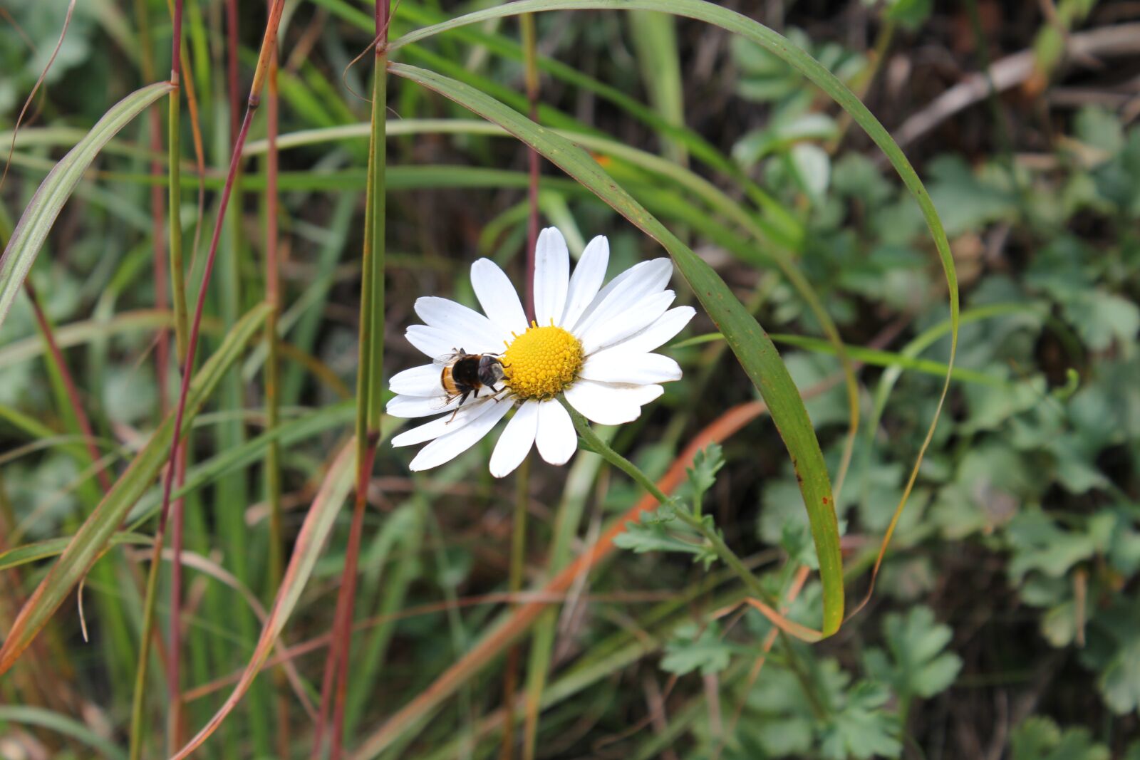 Canon EOS 60D sample photo. Flowers, bee, pool photography