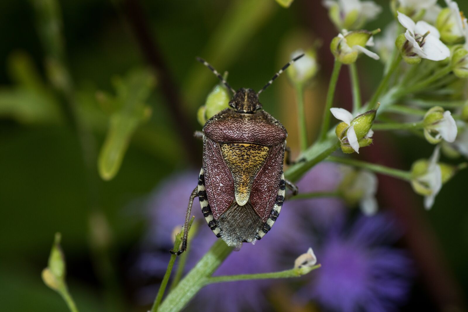 Canon EOS 7D Mark II sample photo. Leaf bug, insect, bug photography