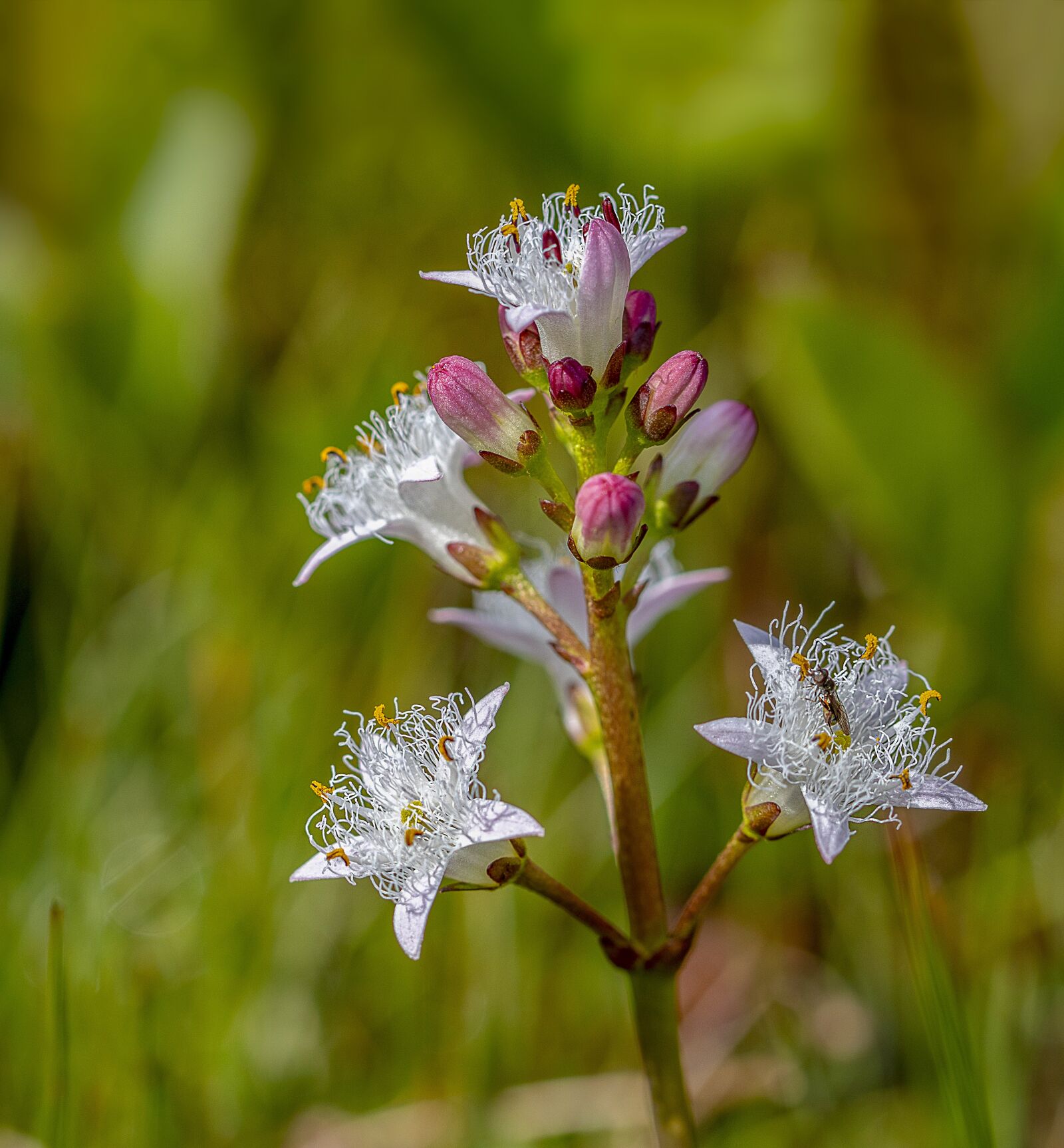 Canon EF 100mm F2.8L Macro IS USM sample photo. Bog-bean, wildflower, wetlands photography