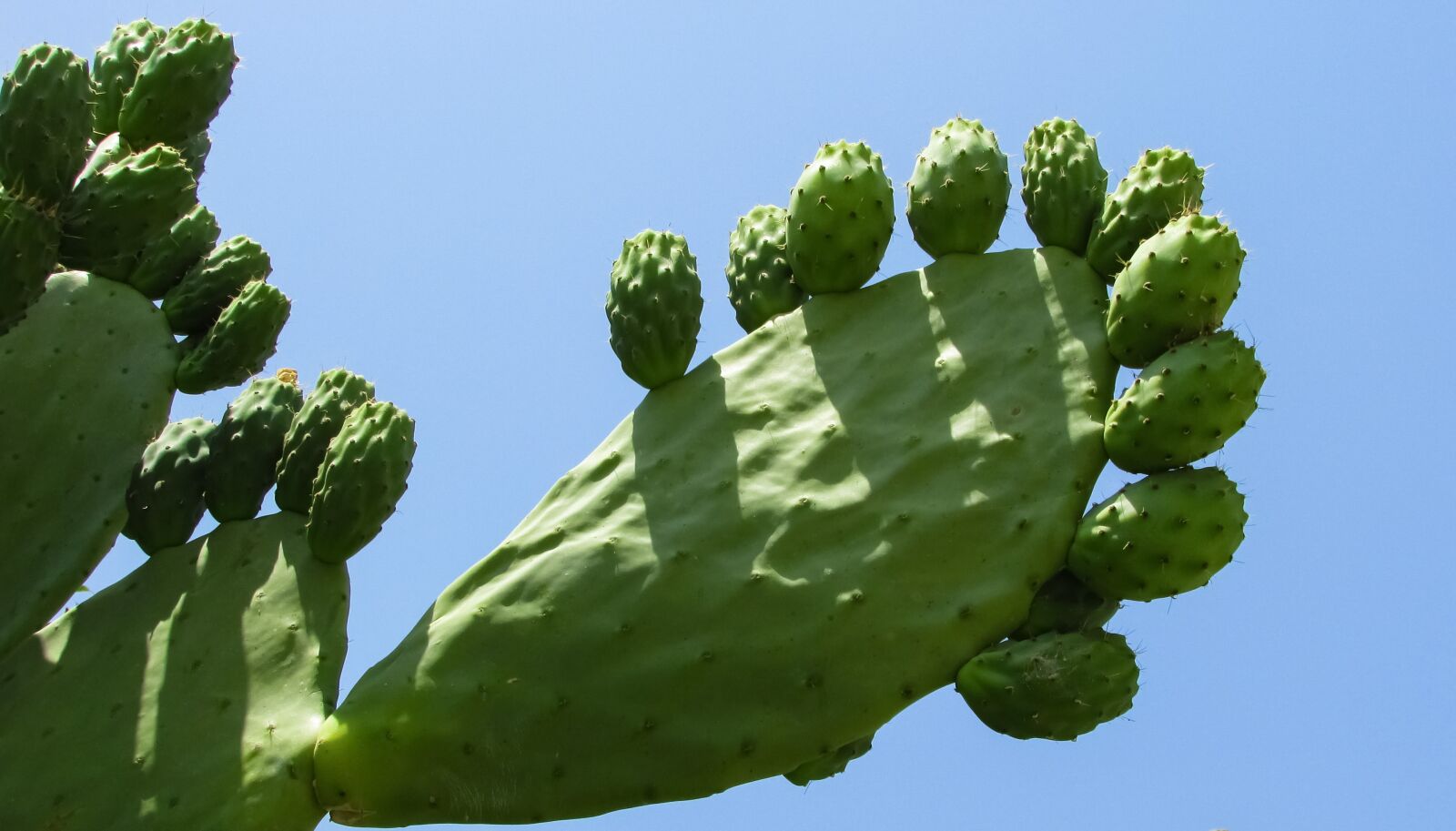 Canon PowerShot SX400 IS sample photo. Prickly pear, plant, cactus photography