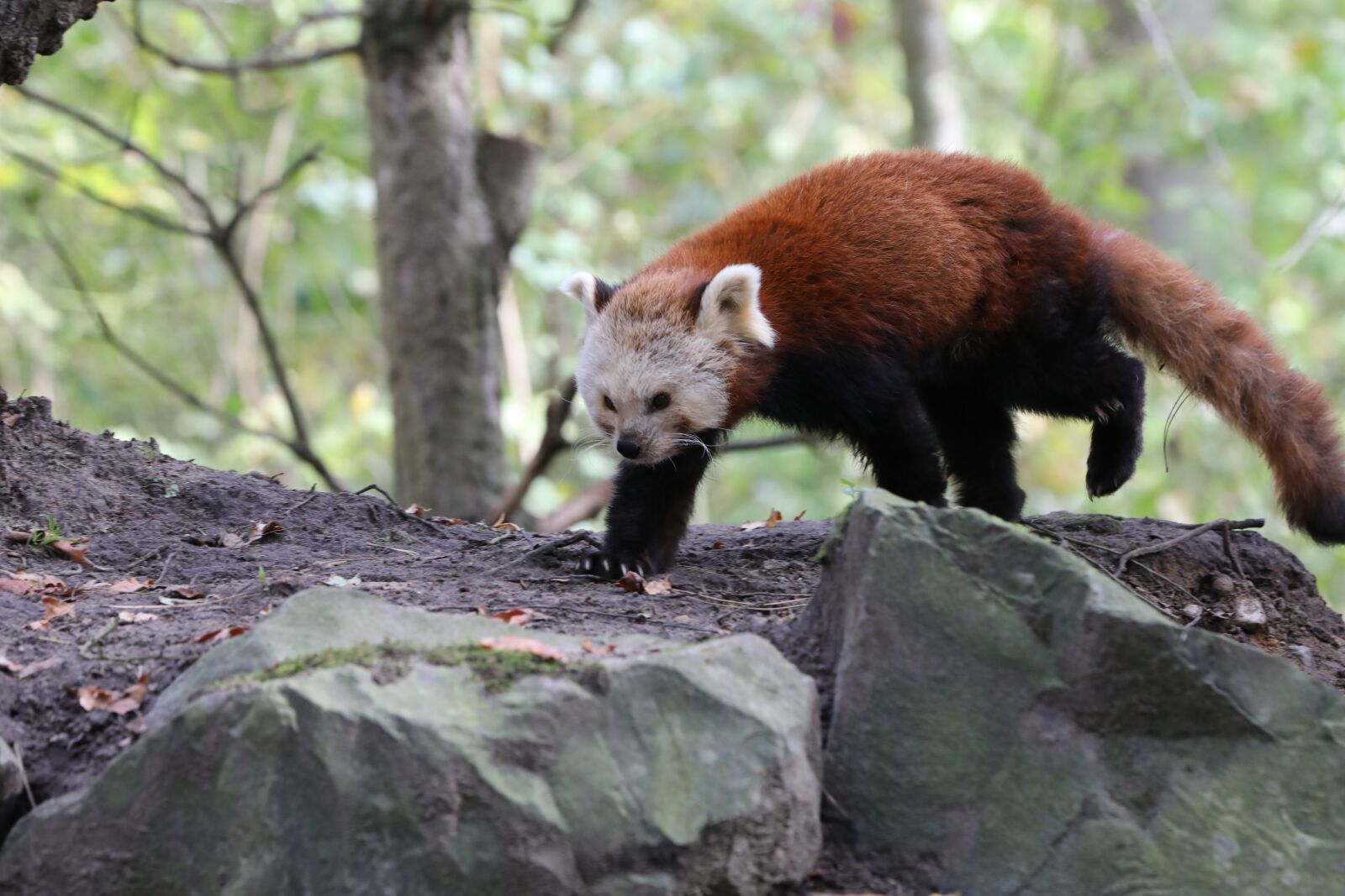 Canon EOS 5D Mark IV sample photo. Panda, red panda, bear photography