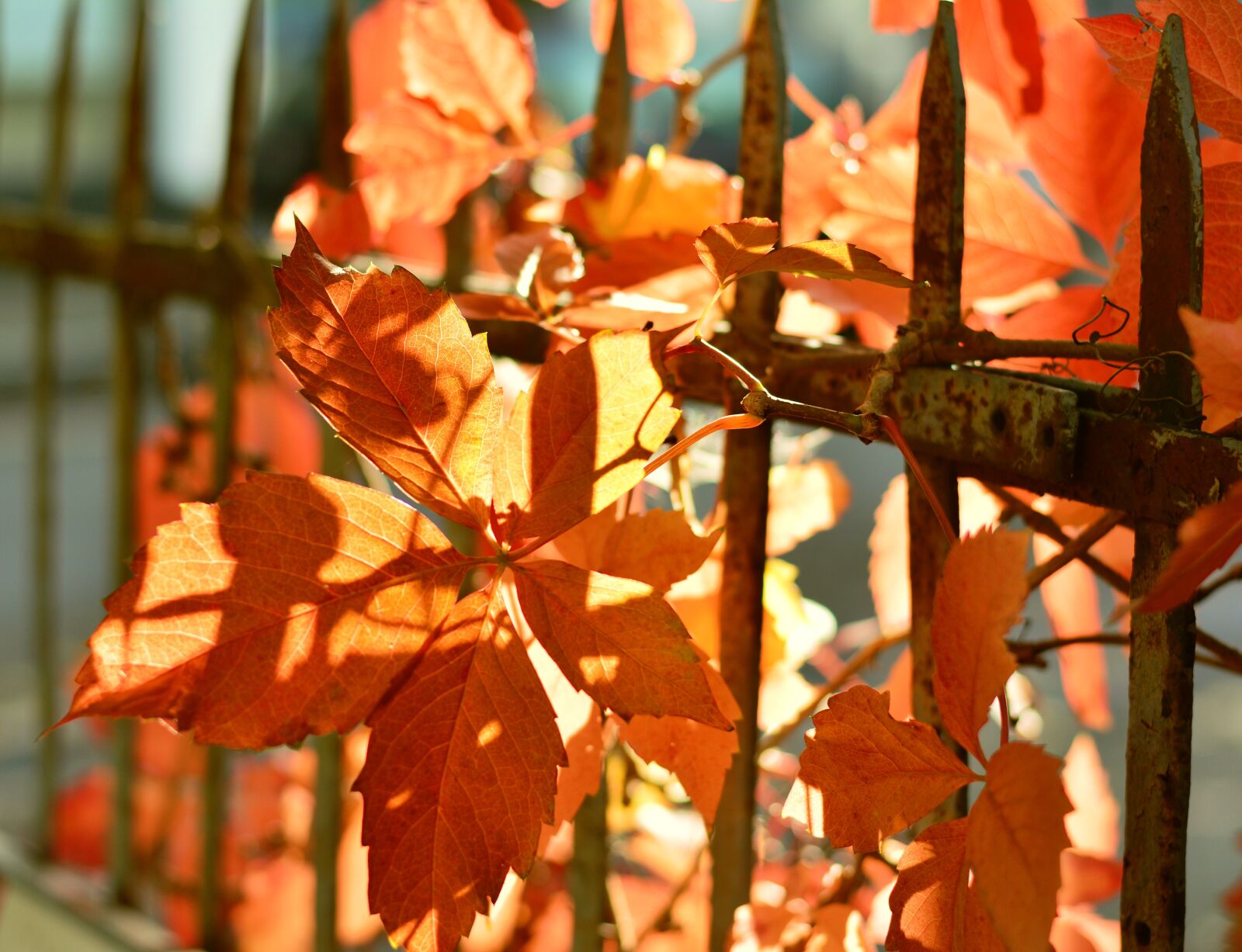Nikon D5200 sample photo. Fall foliage, leaves, colorful photography