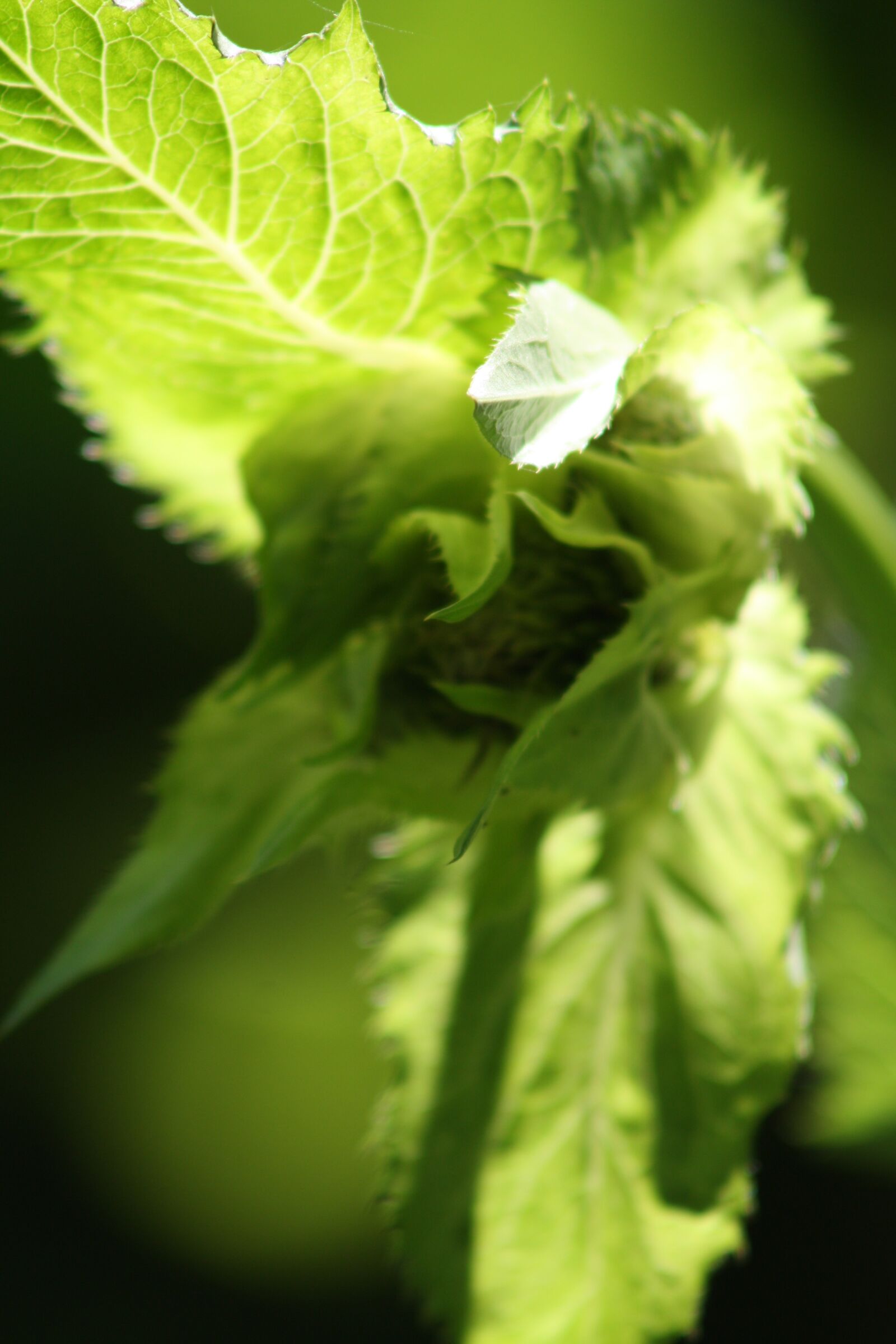 Canon EOS 450D (EOS Rebel XSi / EOS Kiss X2) sample photo. Hazel, green, wild plant photography