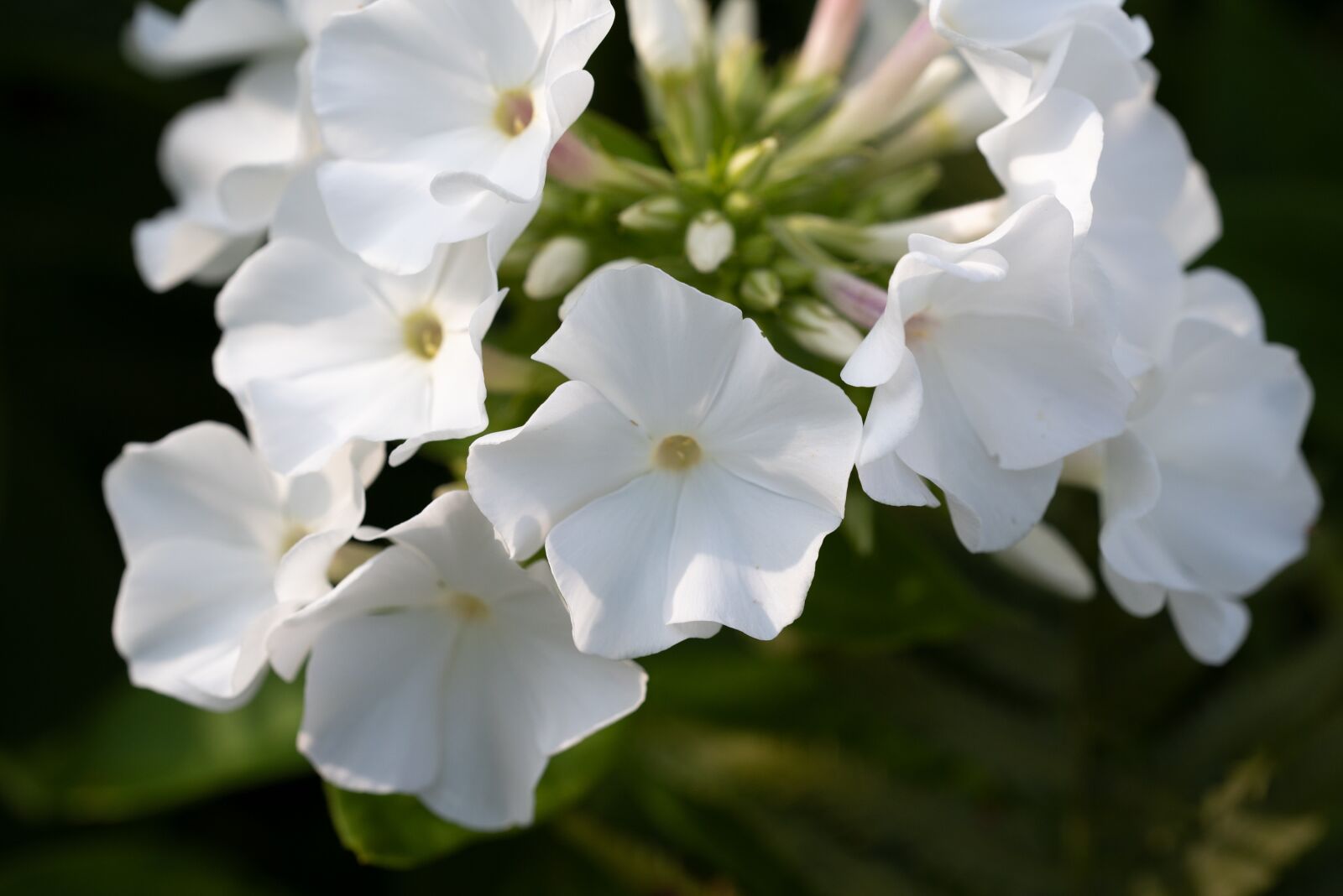 Nikon D750 sample photo. Phlox, flower, blossom photography
