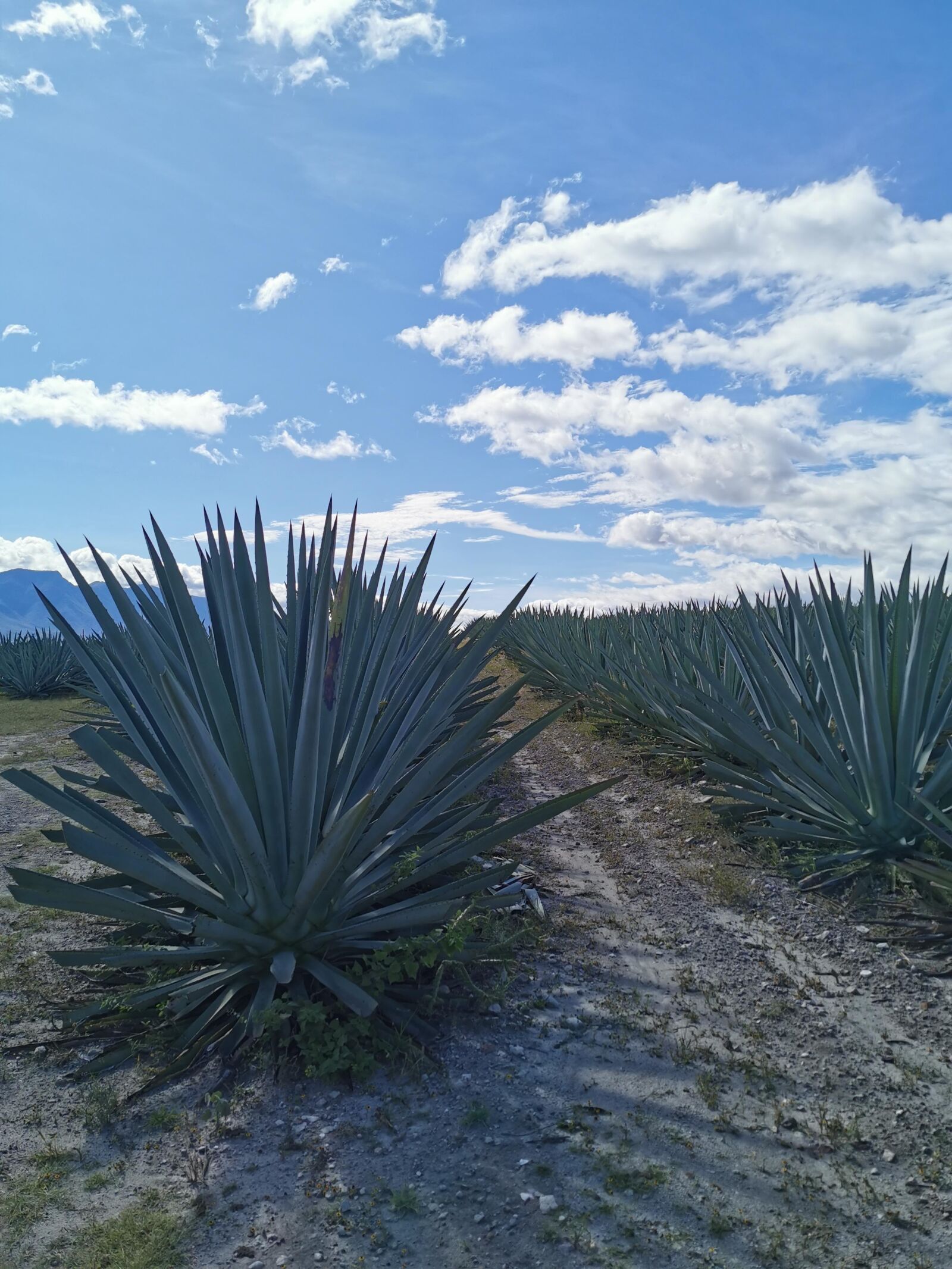 HUAWEI P30 Pro sample photo. Mexico, agave, oaxaca photography
