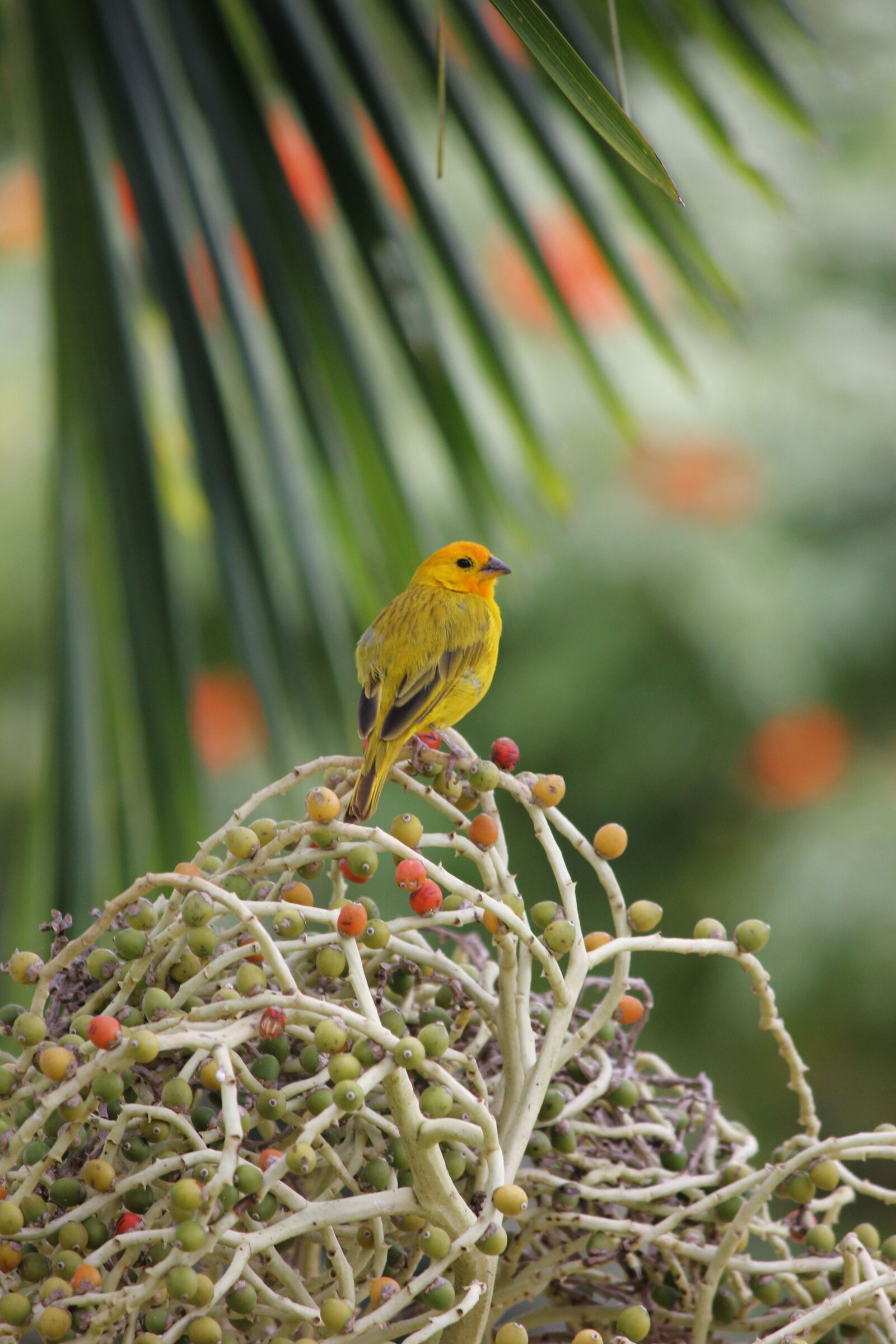 Canon EOS 550D (EOS Rebel T2i / EOS Kiss X4) sample photo. Bird, yellow, palm photography