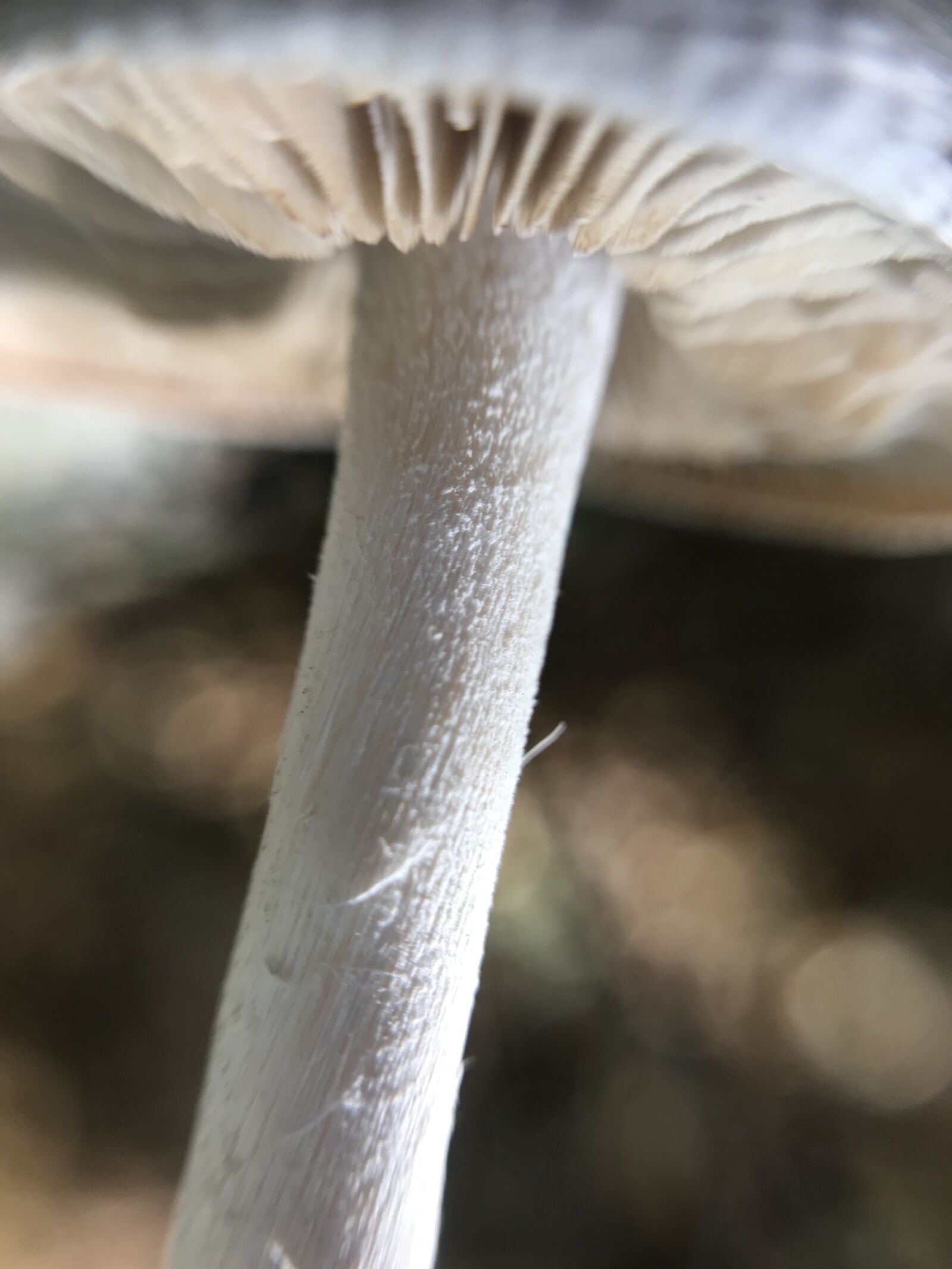 Apple iPhone 7 sample photo. Mushrooms, macro, forest photography