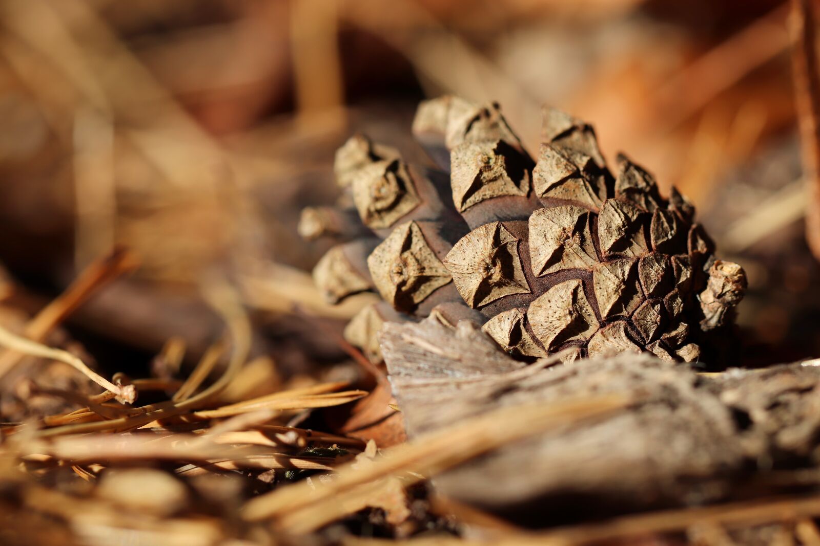 Canon EOS 800D (EOS Rebel T7i / EOS Kiss X9i) sample photo. Tap, pine cones, forest photography