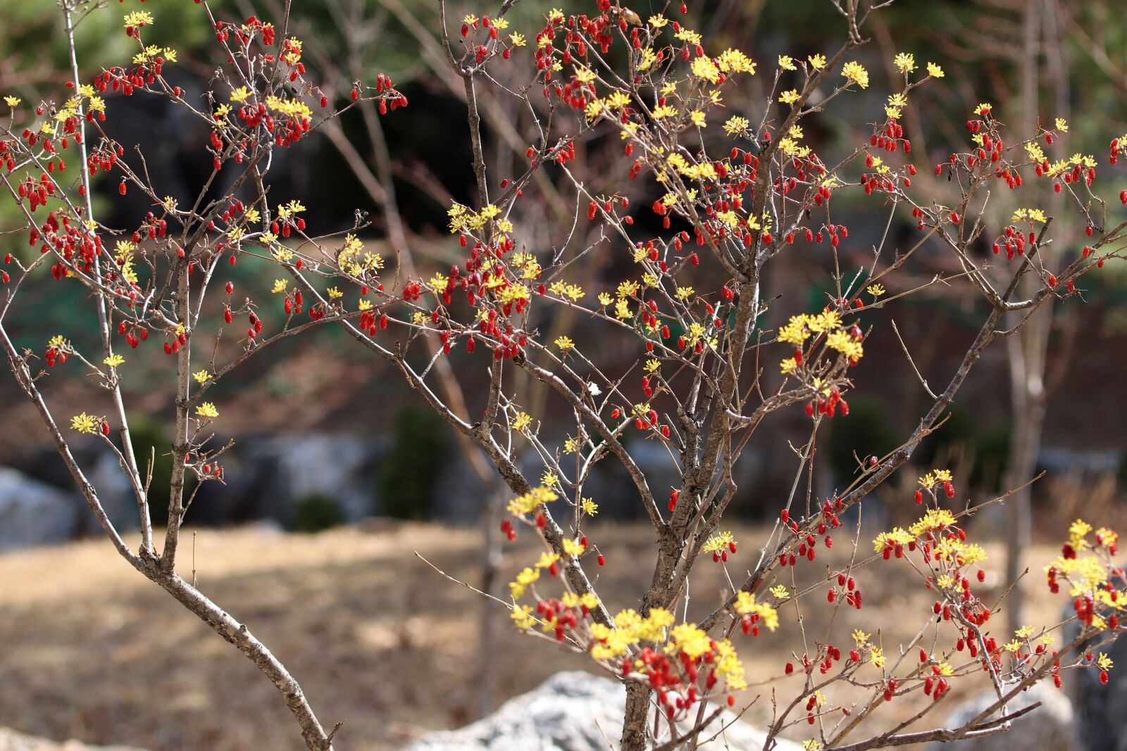 Canon EOS 800D (EOS Rebel T7i / EOS Kiss X9i) sample photo. Spring, spring flowers, nature photography