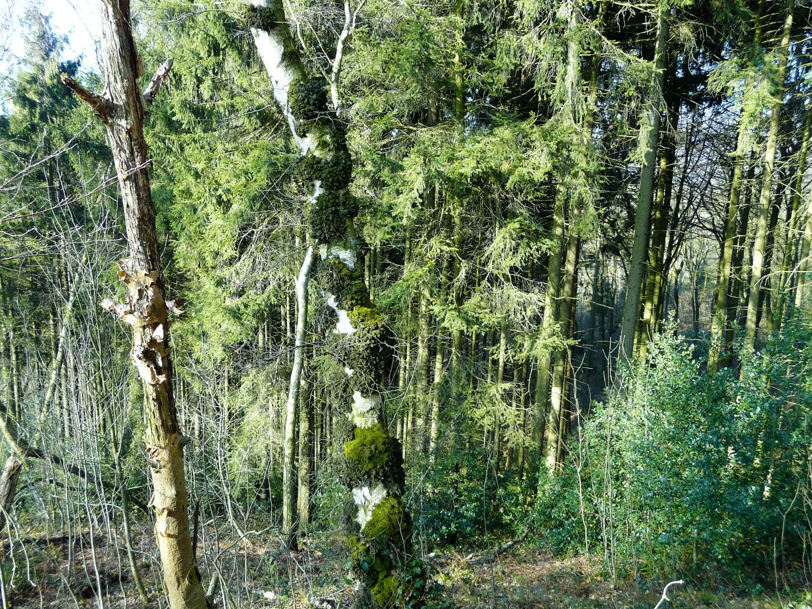 Panasonic DMC-FZ18 sample photo. Forest, moss, nature, trees photography
