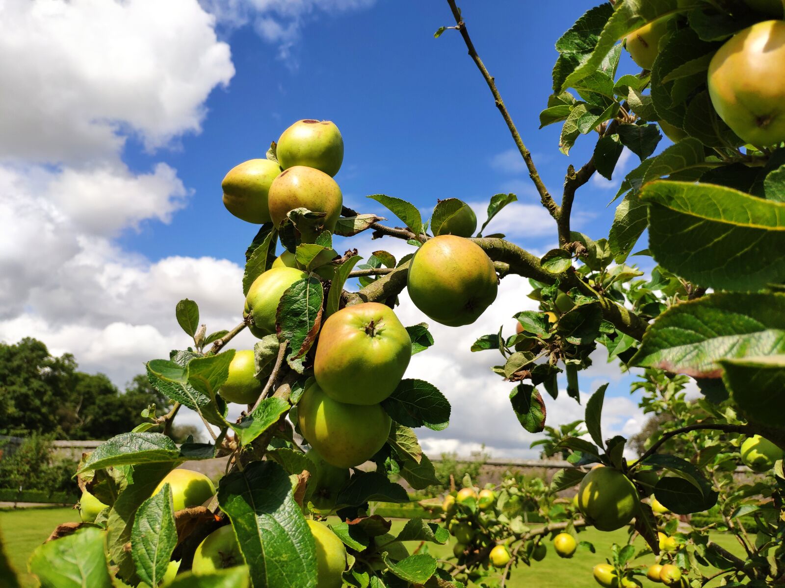 Xiaomi MI 8 sample photo. Apples, apple, fruit photography