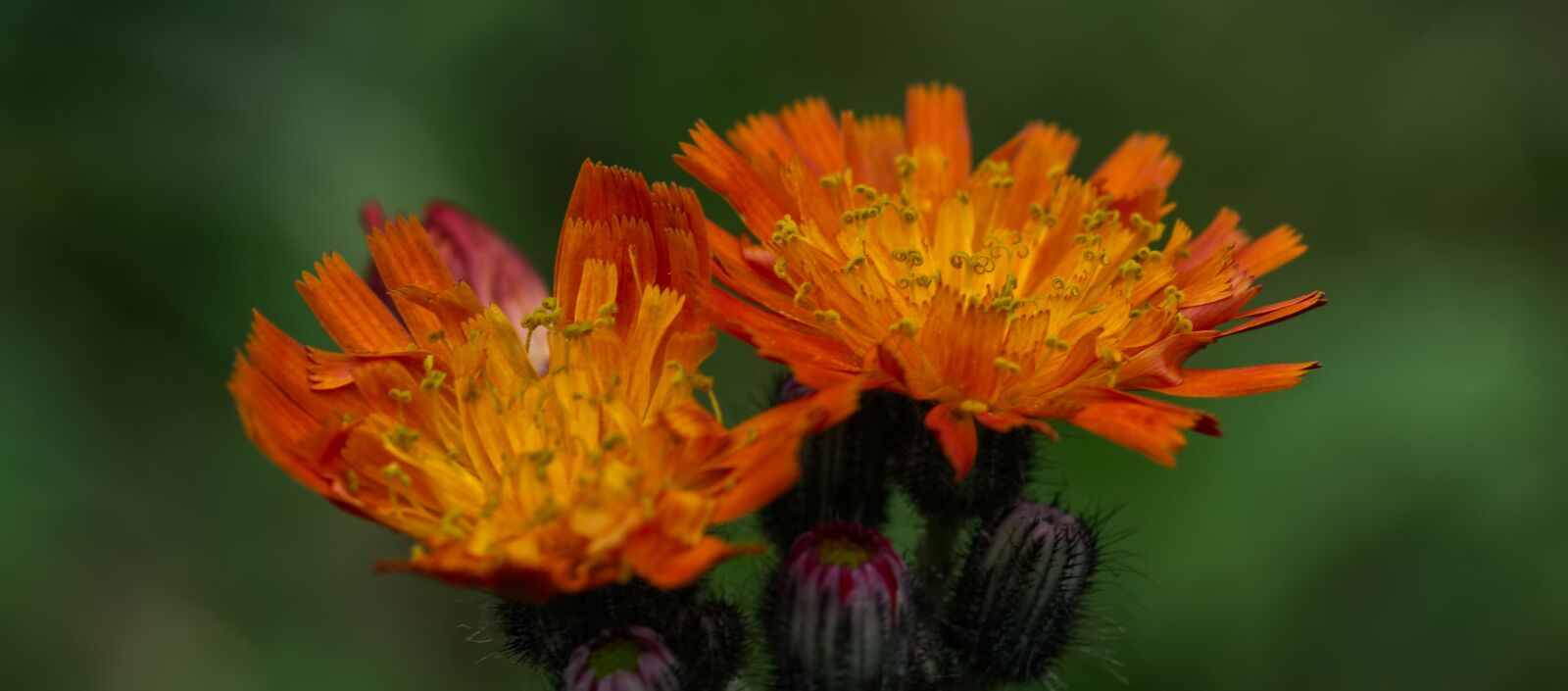 Nikon D3100 sample photo. Hawkweed, blossom, bloom photography