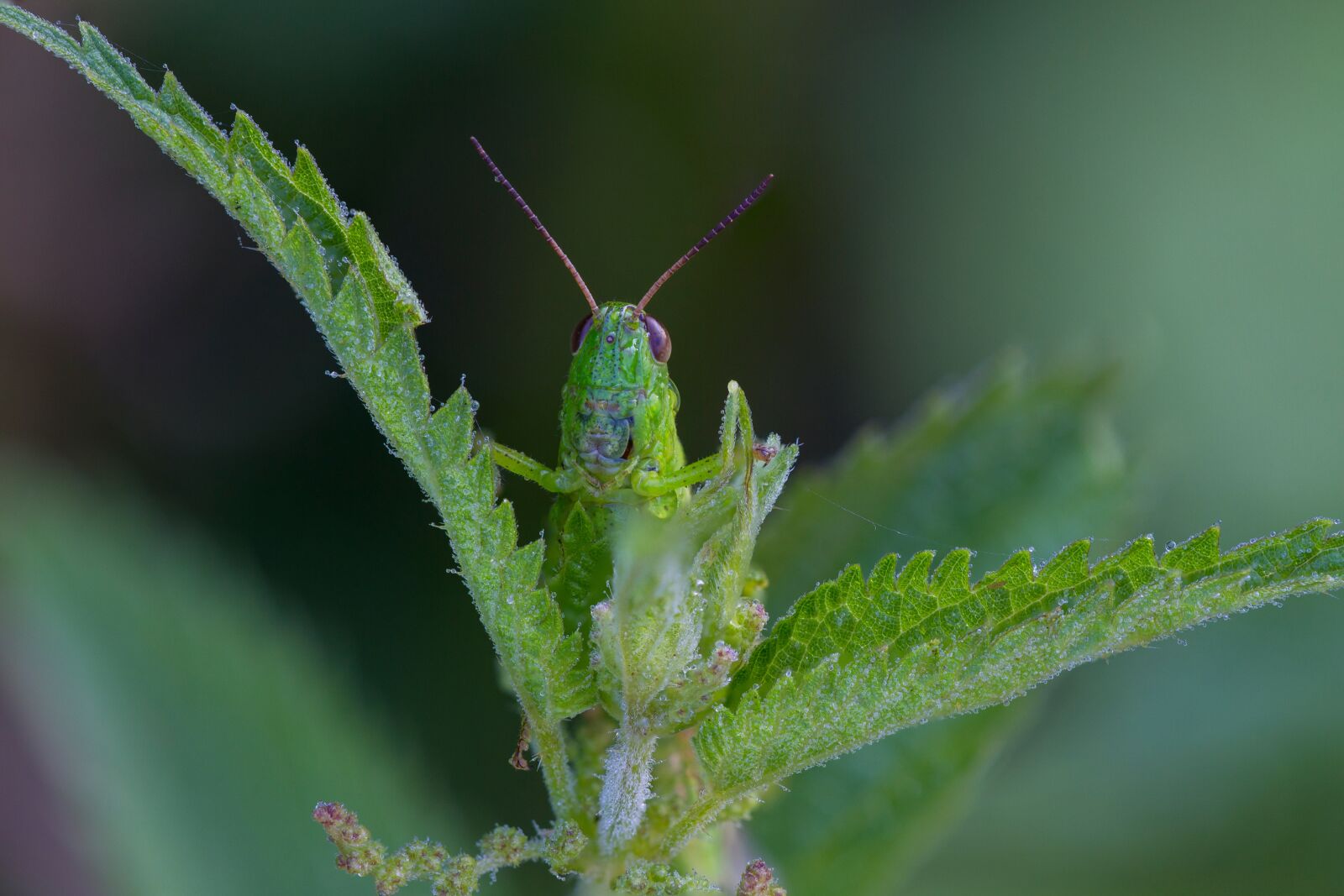 Canon EOS 7D sample photo. Grasshopper, viridissima, green photography