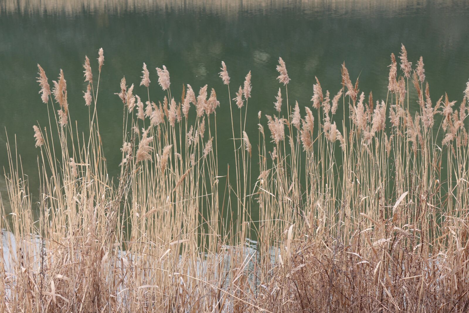 Canon EOS 650D (EOS Rebel T4i / EOS Kiss X6i) sample photo. Reed, swamp, green photography