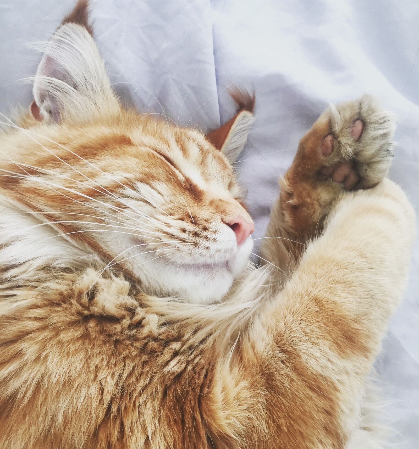 Apple iPhone 6 sample photo. Orange, tabby, cat, on photography