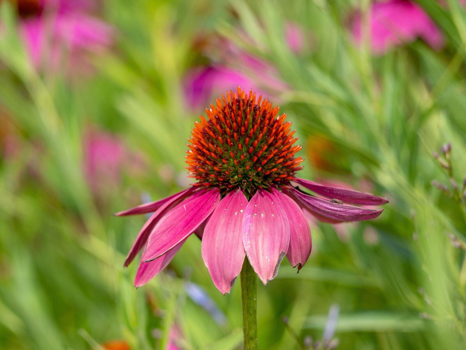 Olympus OM-D E-M10 II sample photo. Flower, echinacea purpurea, red photography