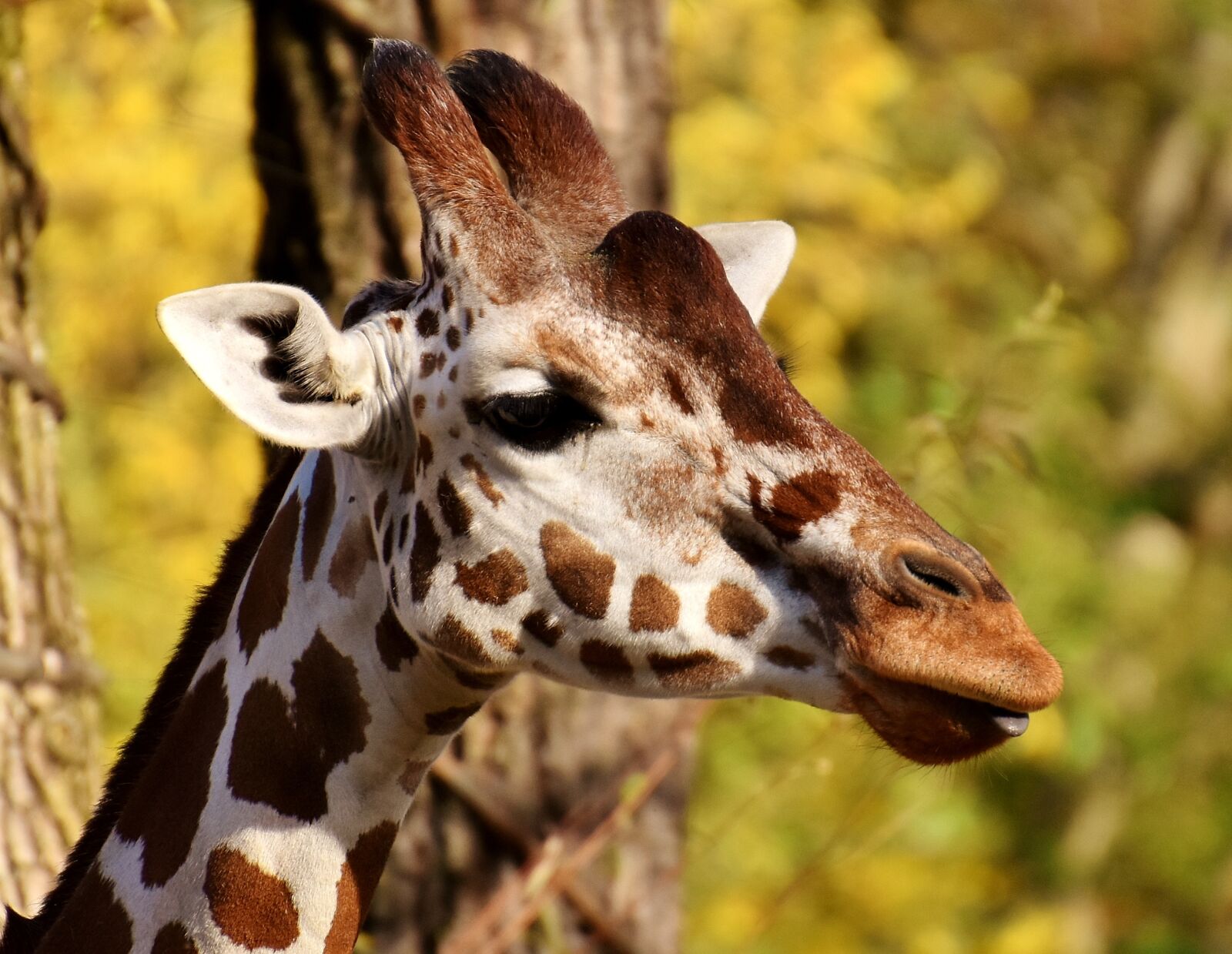 Nikon D7200 sample photo. Giraffe, zoo, animal photography