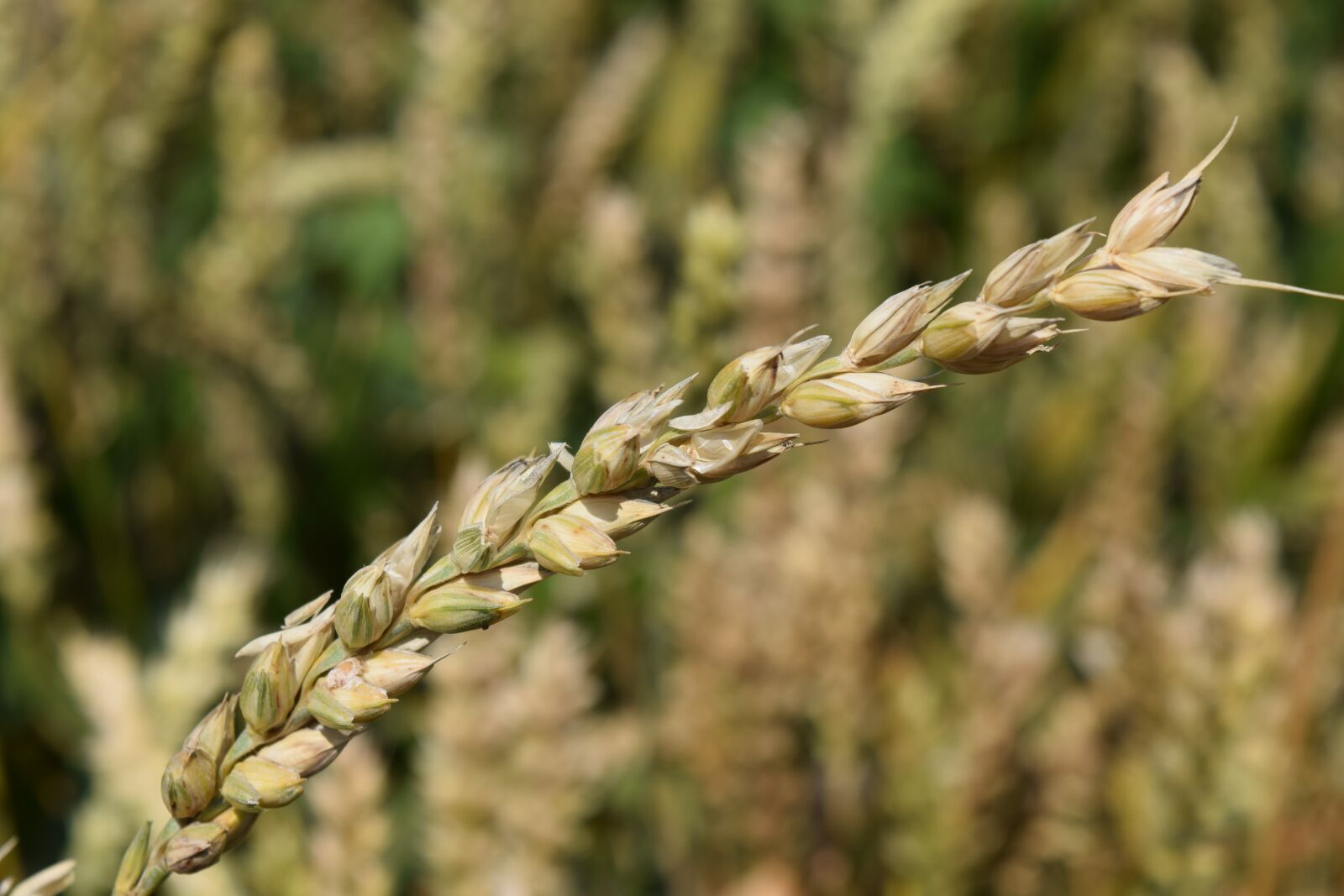 Nikon D3300 sample photo. Wheat, grain, cereals photography