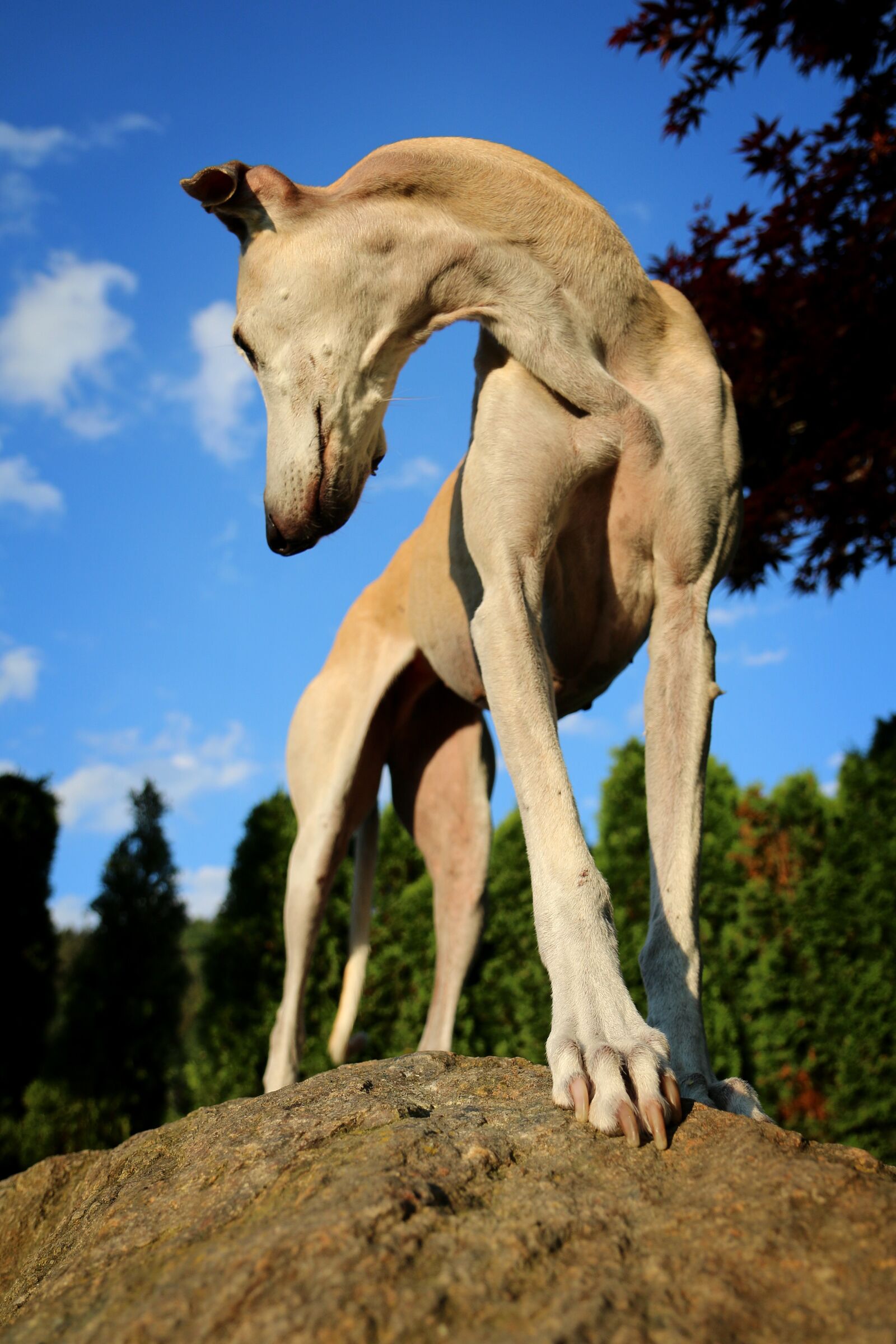 Canon EOS 70D sample photo. Galgo, paw, perspective photography