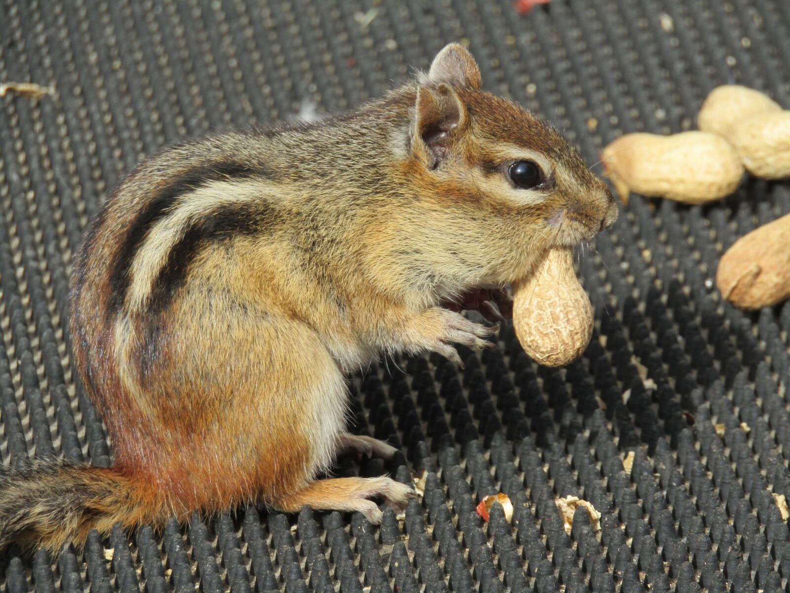 Canon PowerShot SX420 IS sample photo. Mammal, rodent, chipmunk photography