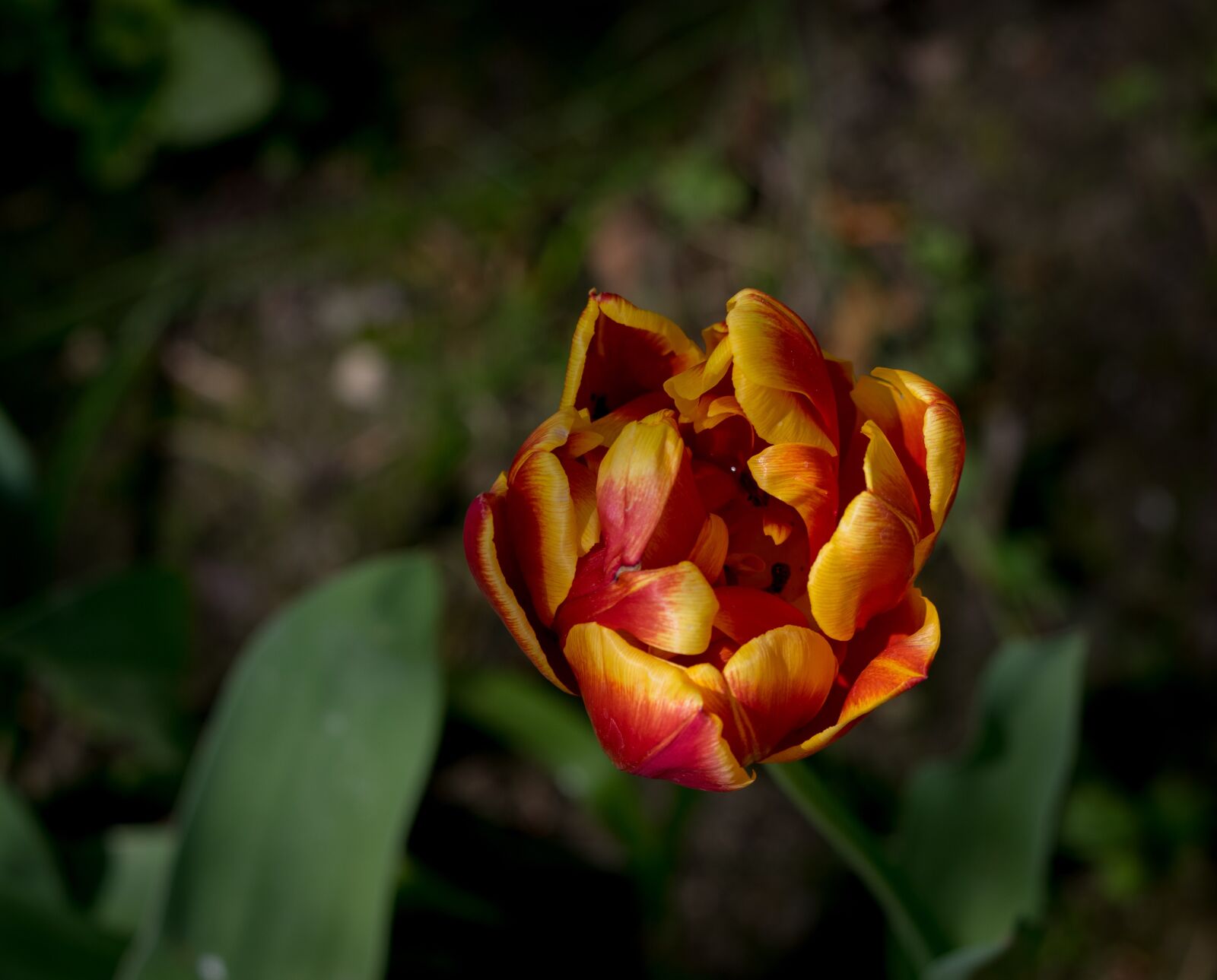Pentax K-3 sample photo. Flower, blossom, bloom photography