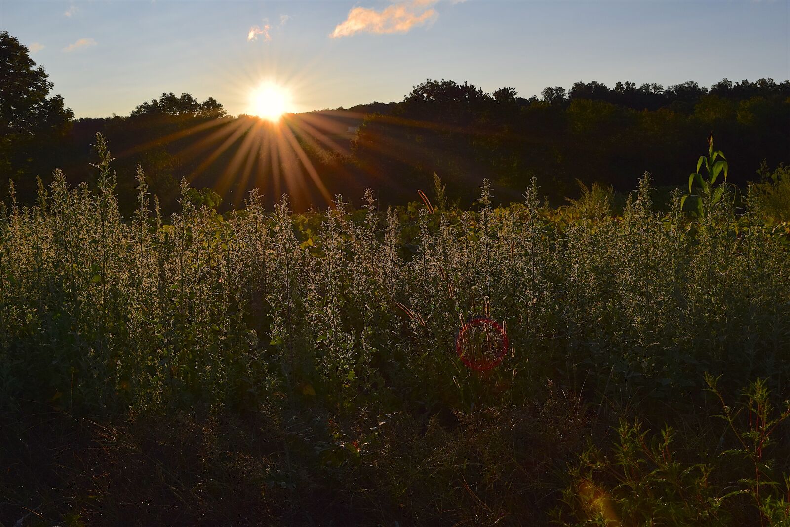 Nikon D3300 sample photo. Field, sunrise, grass photography