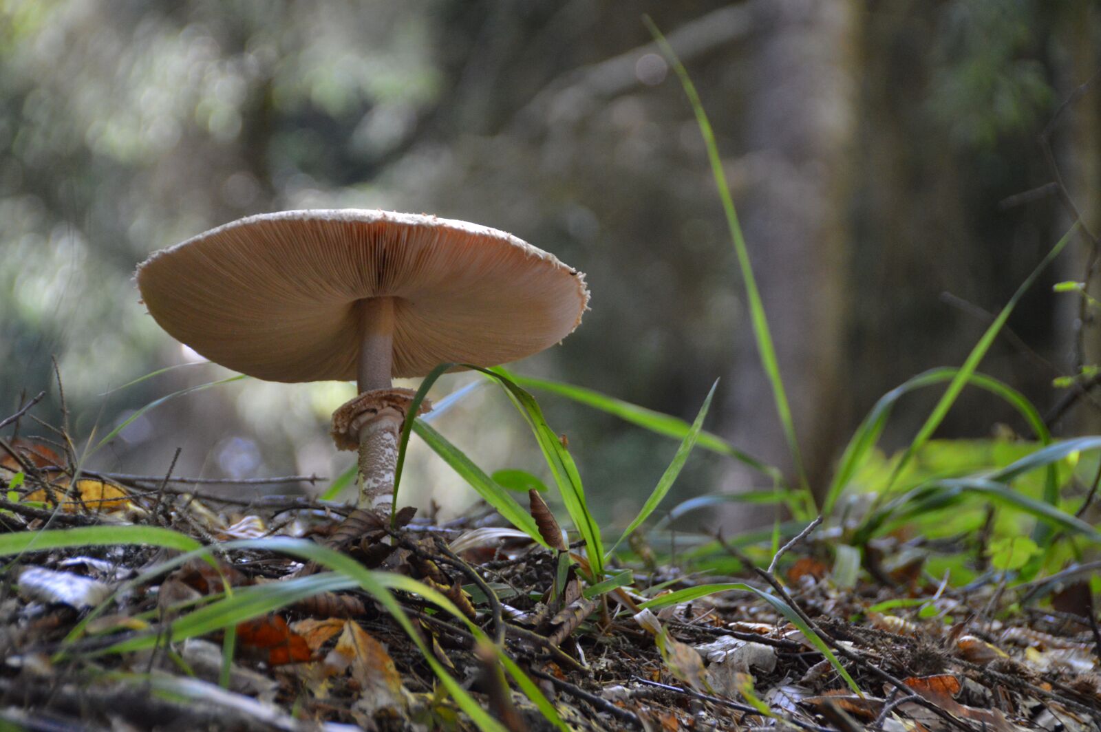 Nikon D3200 sample photo. Mushroom, nature, autumn photography