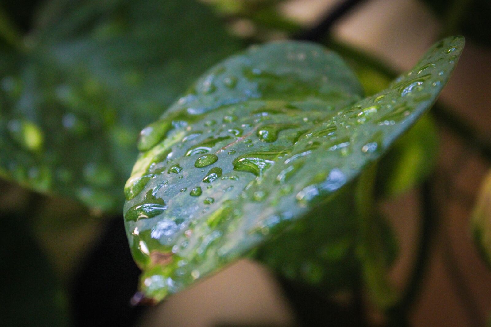 Canon EOS 700D (EOS Rebel T5i / EOS Kiss X7i) sample photo. Leaves, water, green photography