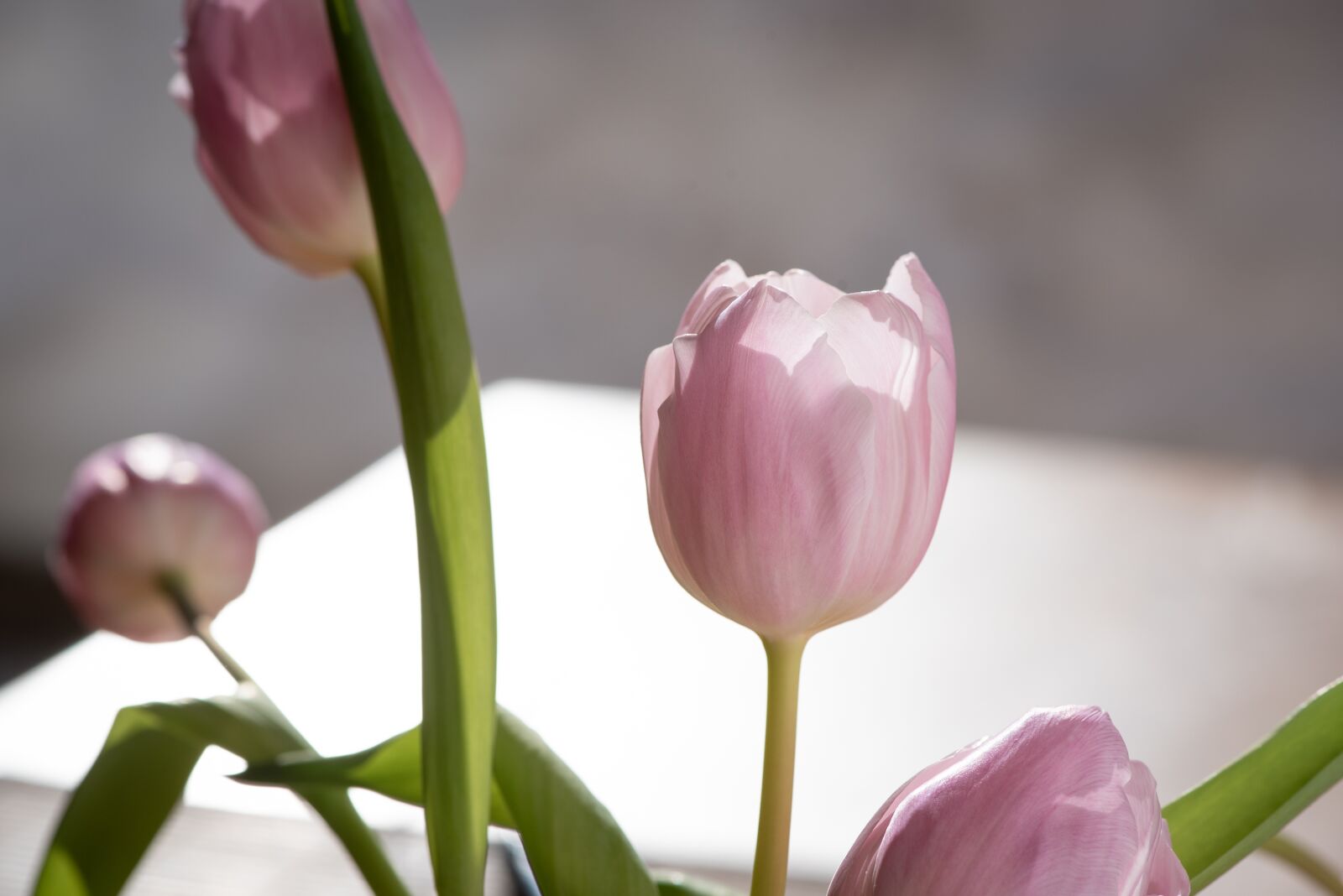 Nikon D750 sample photo. Tulips, pink, spring photography