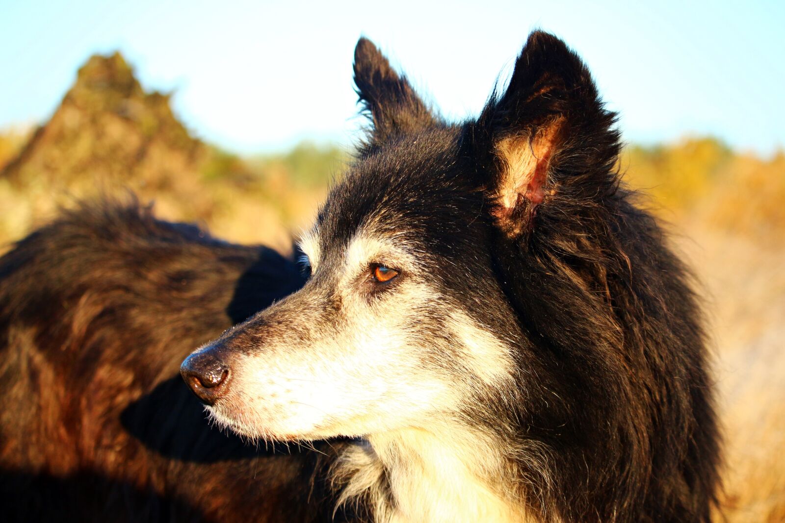Canon EOS 100D (EOS Rebel SL1 / EOS Kiss X7) sample photo. Dog, border, herding dog photography