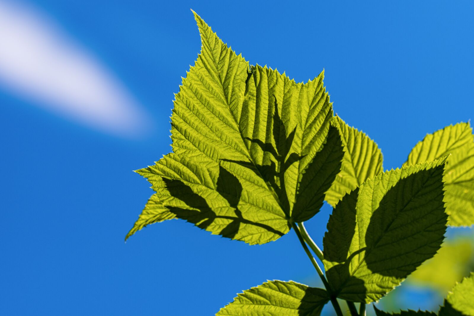 Fujifilm X-T3 sample photo. Leaf, green, light photography