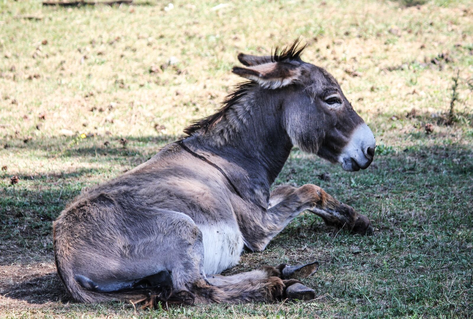 Canon EOS 550D (EOS Rebel T2i / EOS Kiss X4) sample photo. Donkey, gray, ruminant photography