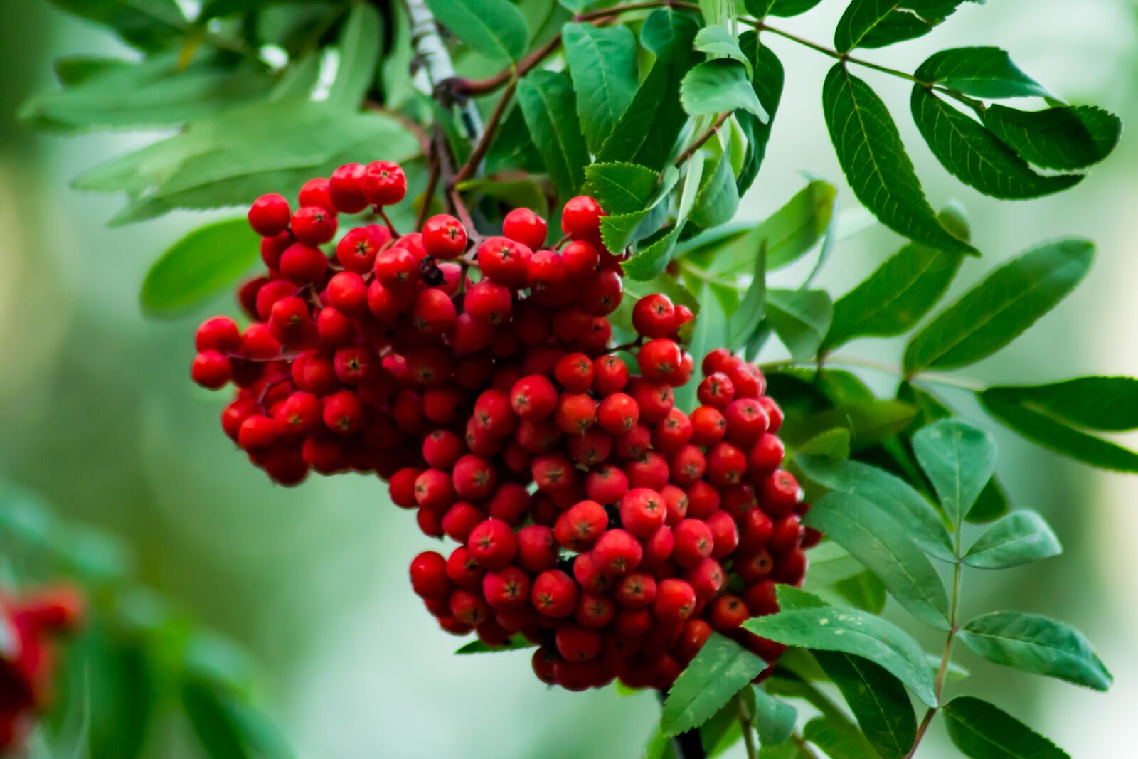 Canon EOS 60D sample photo. Rowan, berry, red photography
