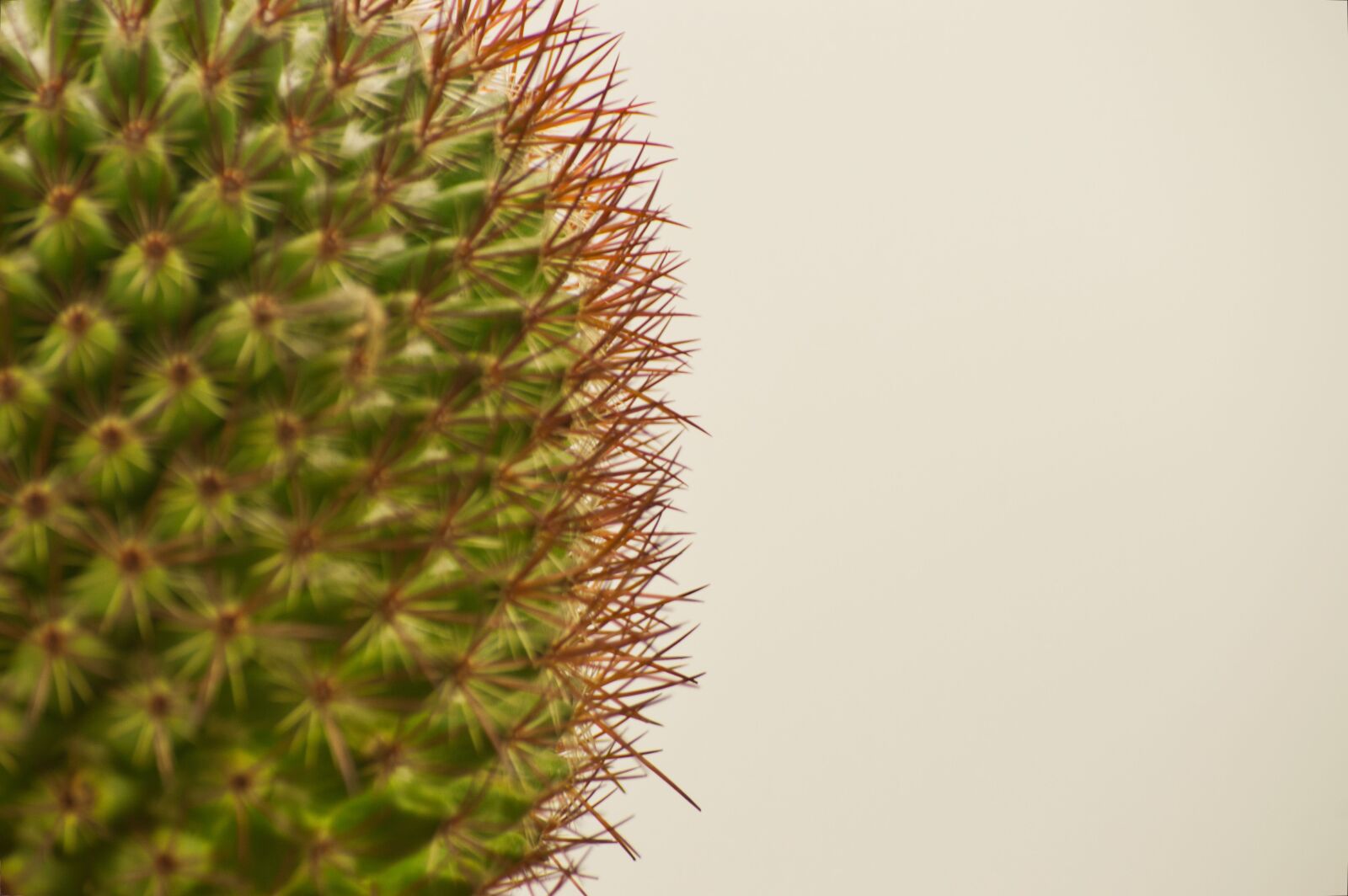 Nikon D3200 sample photo. Costa rica, cactus, exotic photography