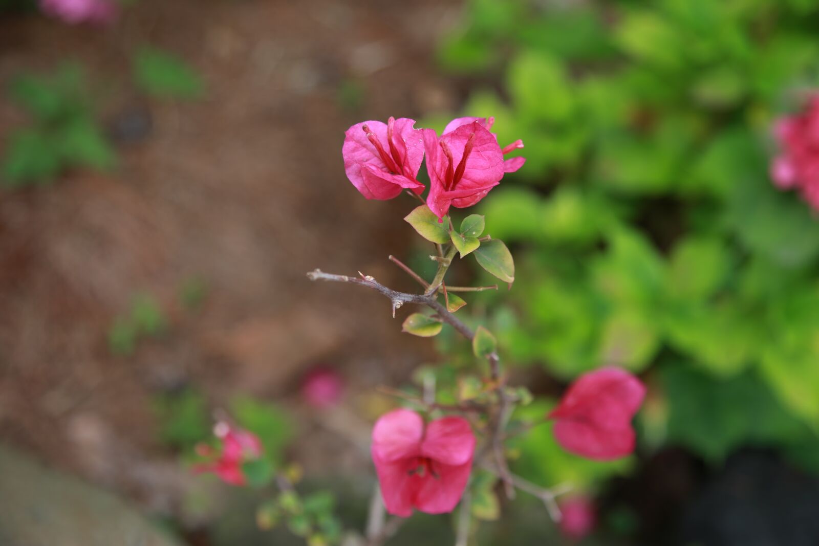 Canon EOS 6D + Canon EF 24-105mm F4L IS USM sample photo. The siberian, bougainvillea, paper photography