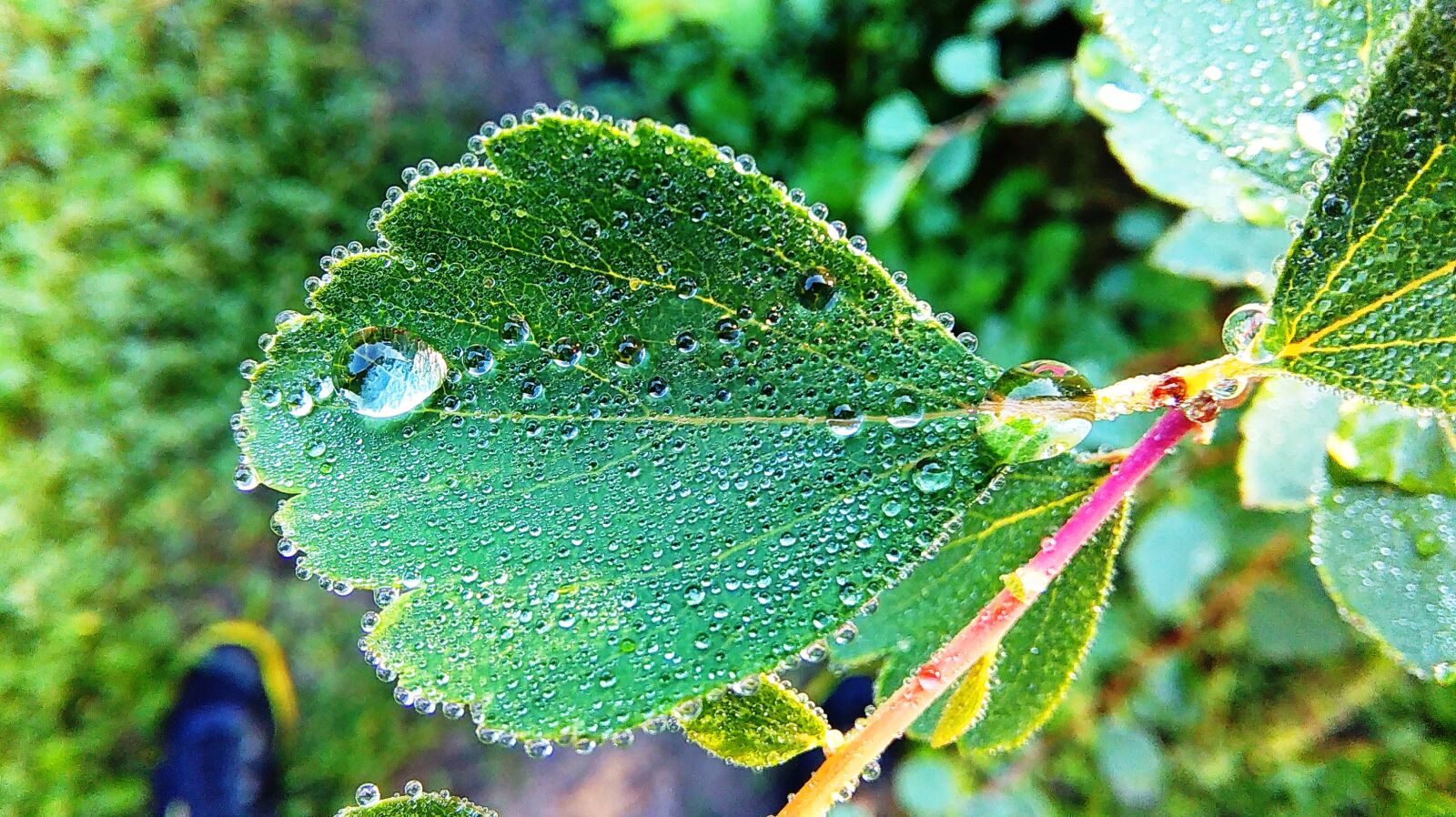 HTC DESIRE 620 sample photo. Dew, green, leaf photography
