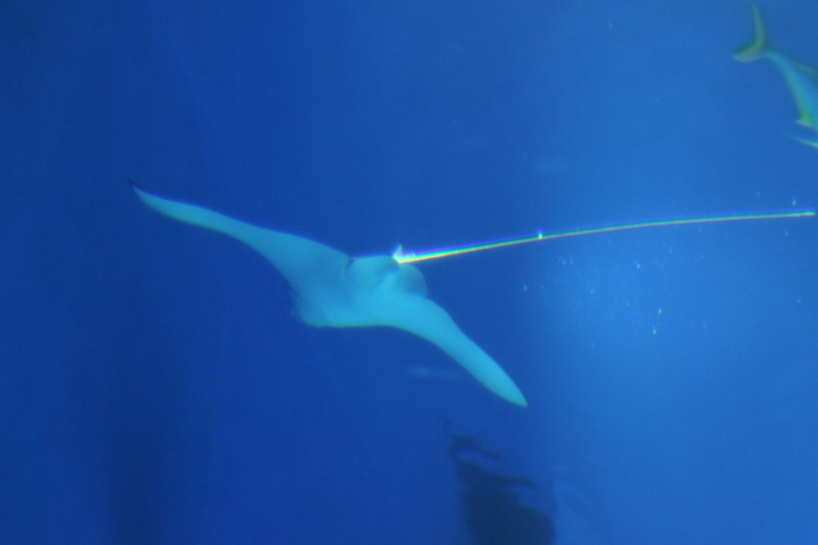 Canon EOS 7D Mark II sample photo. Animals, aquarium, blue, dangerous photography