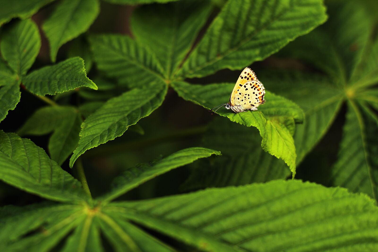 Canon EOS 600D (Rebel EOS T3i / EOS Kiss X5) sample photo. Butterfly, chestnut leaf, evening photography