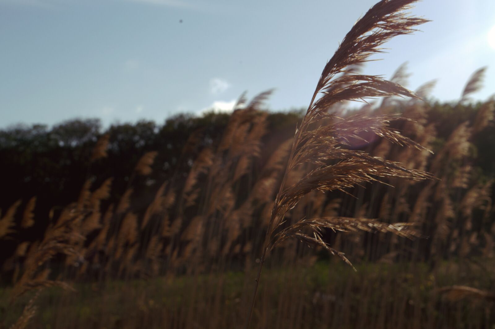 Nikon D3100 sample photo. I like your portrait photography
