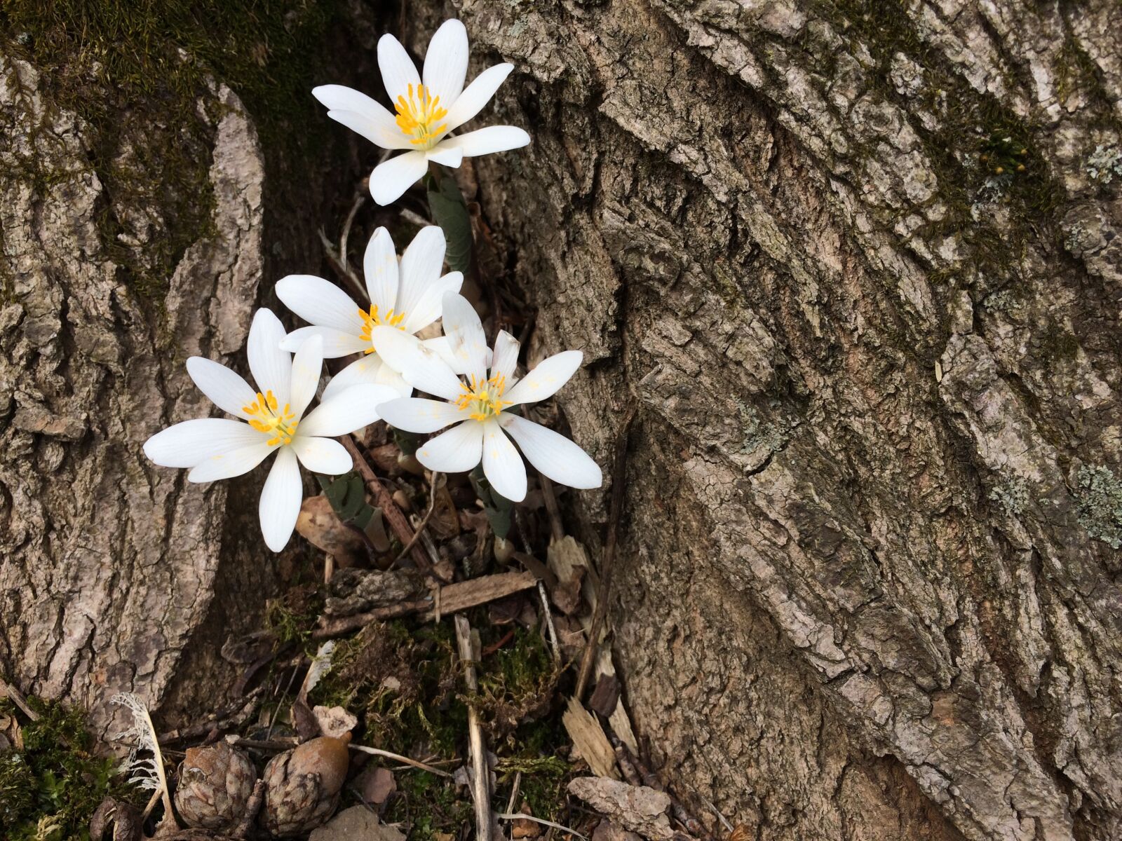 Apple iPhone 5s sample photo. Flowers, bloodroot, wildflower photography