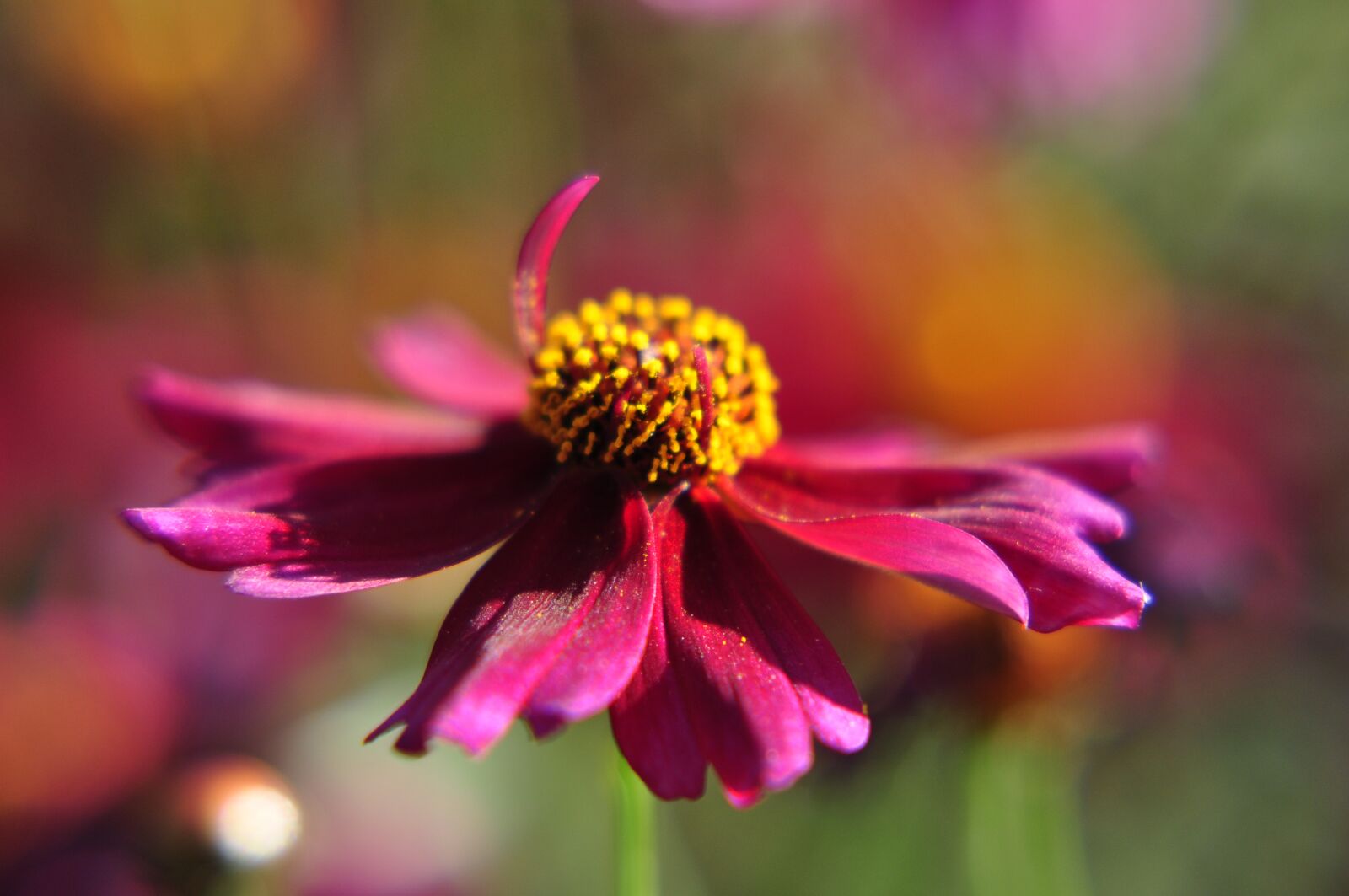 Nikon D90 sample photo. Flower, cosmos, red photography