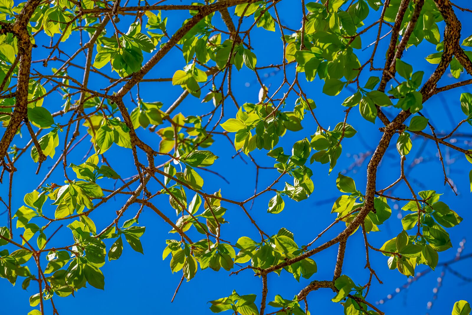 Fujifilm XF 55-200mm F3.5-4.8 R LM OIS sample photo. Tree, deciduous tree, leaves photography