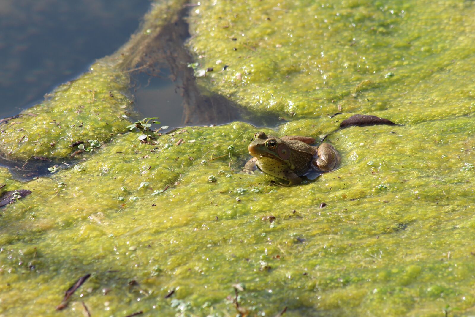 Canon EOS 700D (EOS Rebel T5i / EOS Kiss X7i) + Canon EF 70-300mm F4-5.6 IS USM sample photo. Frog, swamp, bullfrog photography