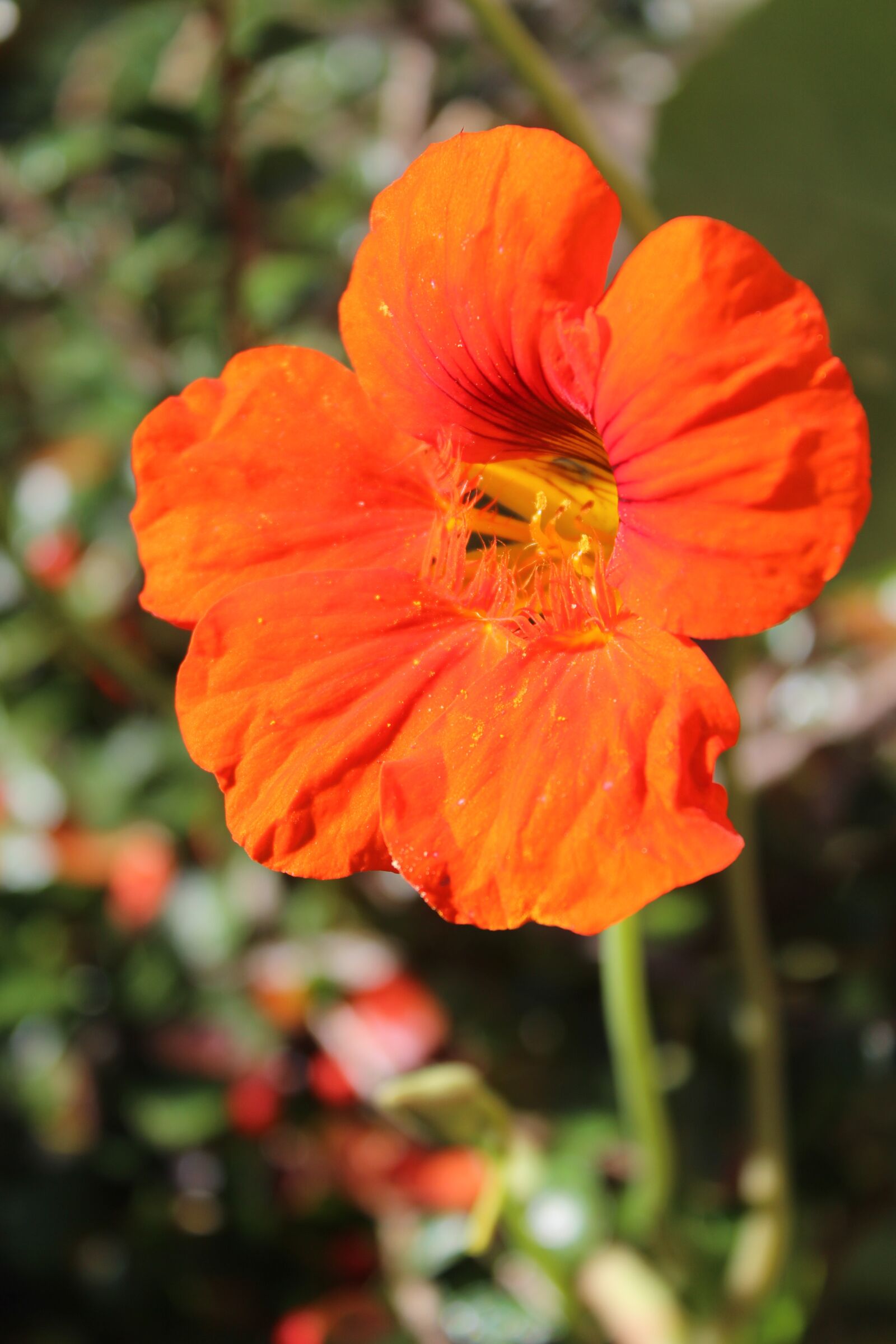 Canon EOS 600D (Rebel EOS T3i / EOS Kiss X5) sample photo. Nasturtium, bright, beautiful photography